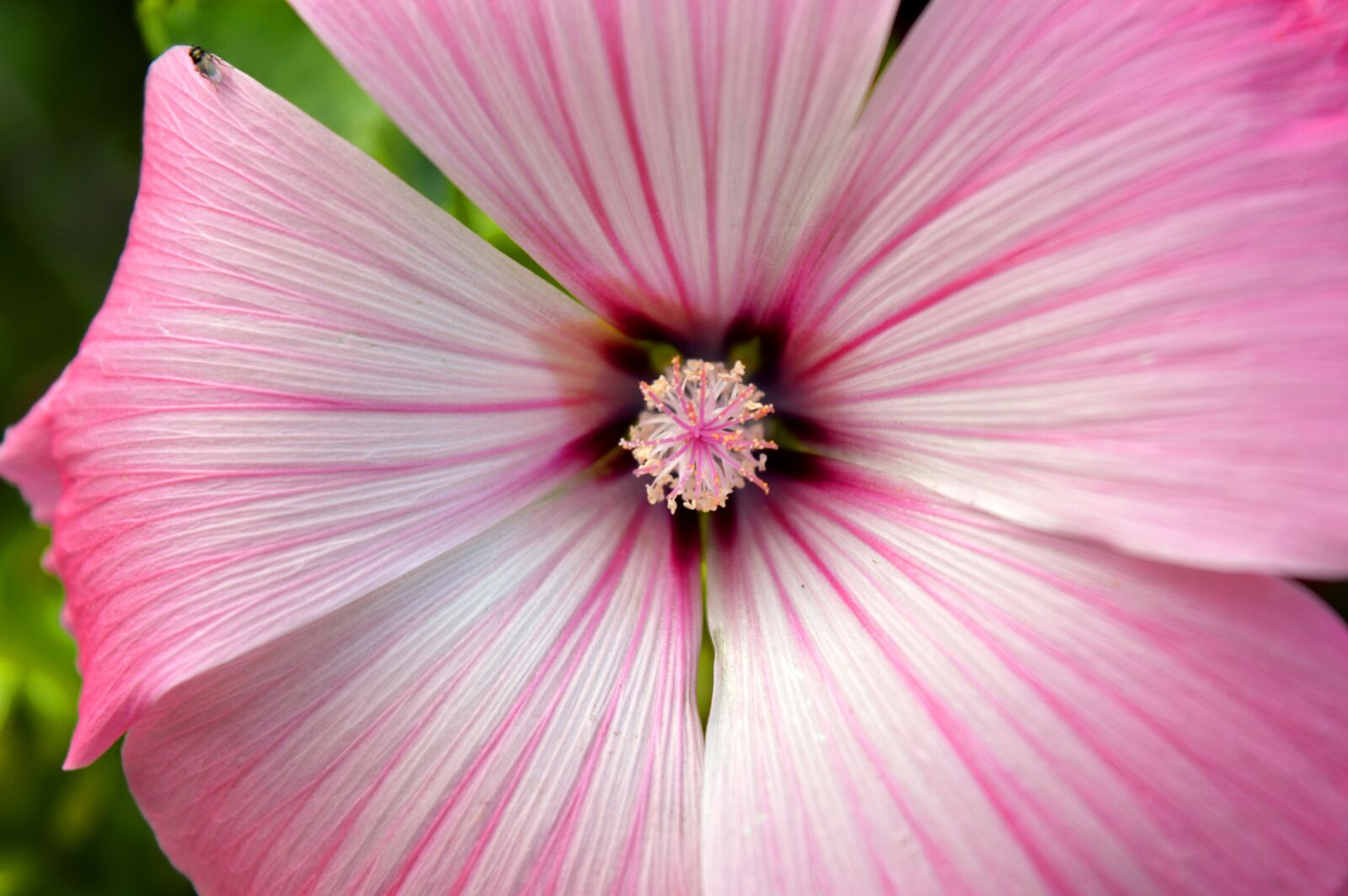 Nikon D3200 sample photo. Mallow, blossom, bloom photography