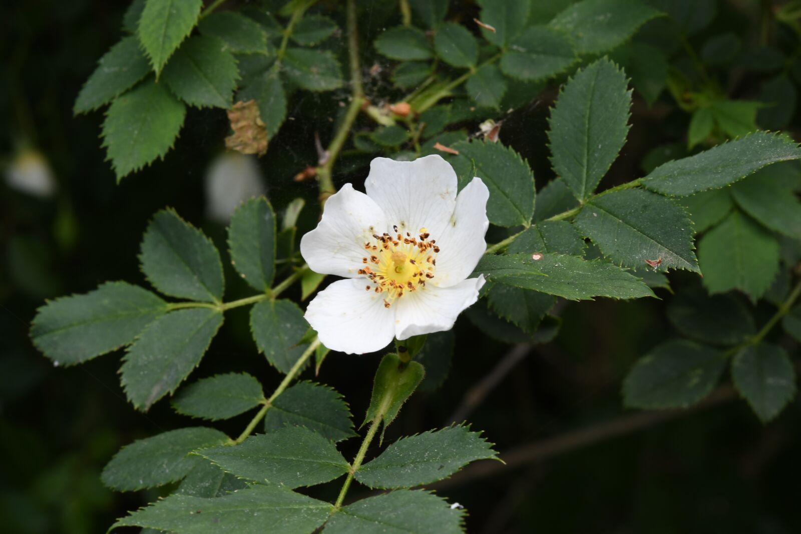 Nikon D7500 sample photo. Rosehip, forest, white photography