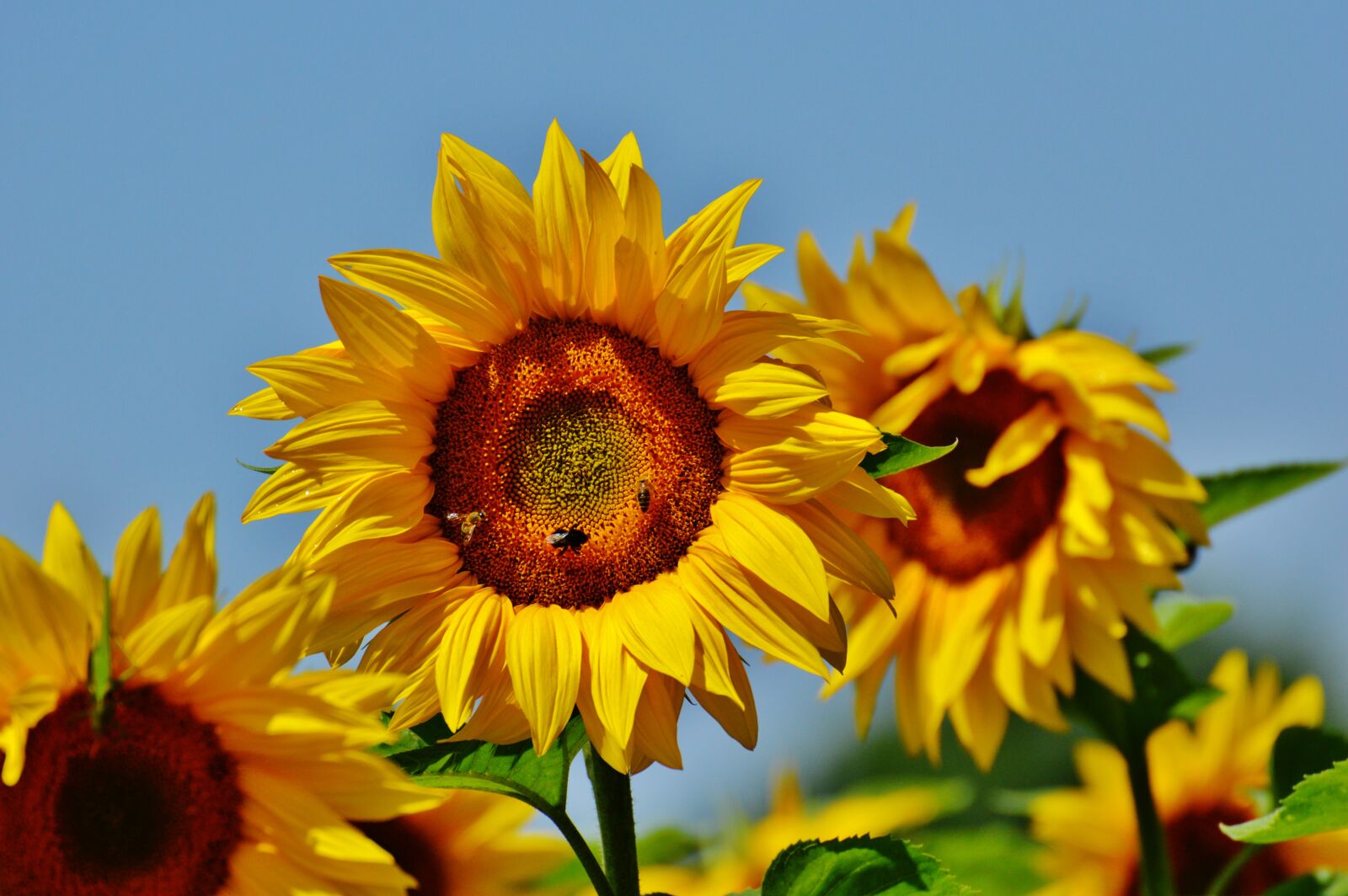 Nikon D3200 sample photo. Sunflower, bees, summer photography