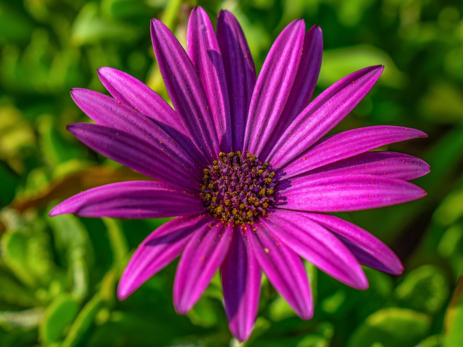 Nikon D3300 sample photo. African daisy, osteospermum, flower photography