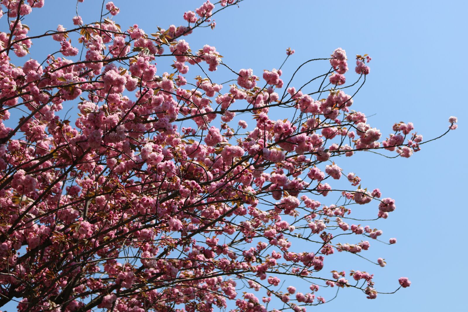 Canon EOS 750D (EOS Rebel T6i / EOS Kiss X8i) sample photo. Branch, blue sky, tree photography