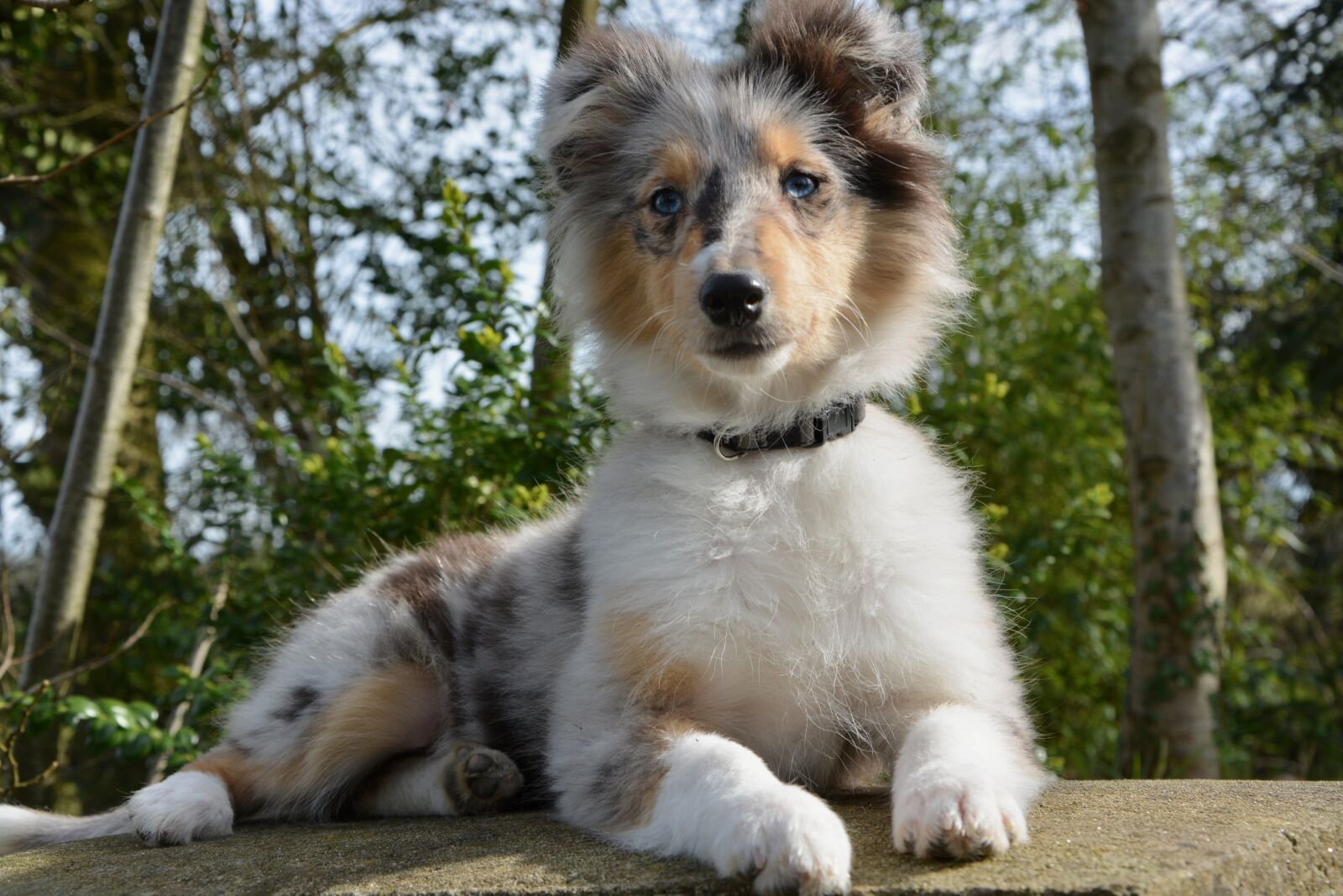 Nikon D5200 sample photo. Dog, young puppy, young photography