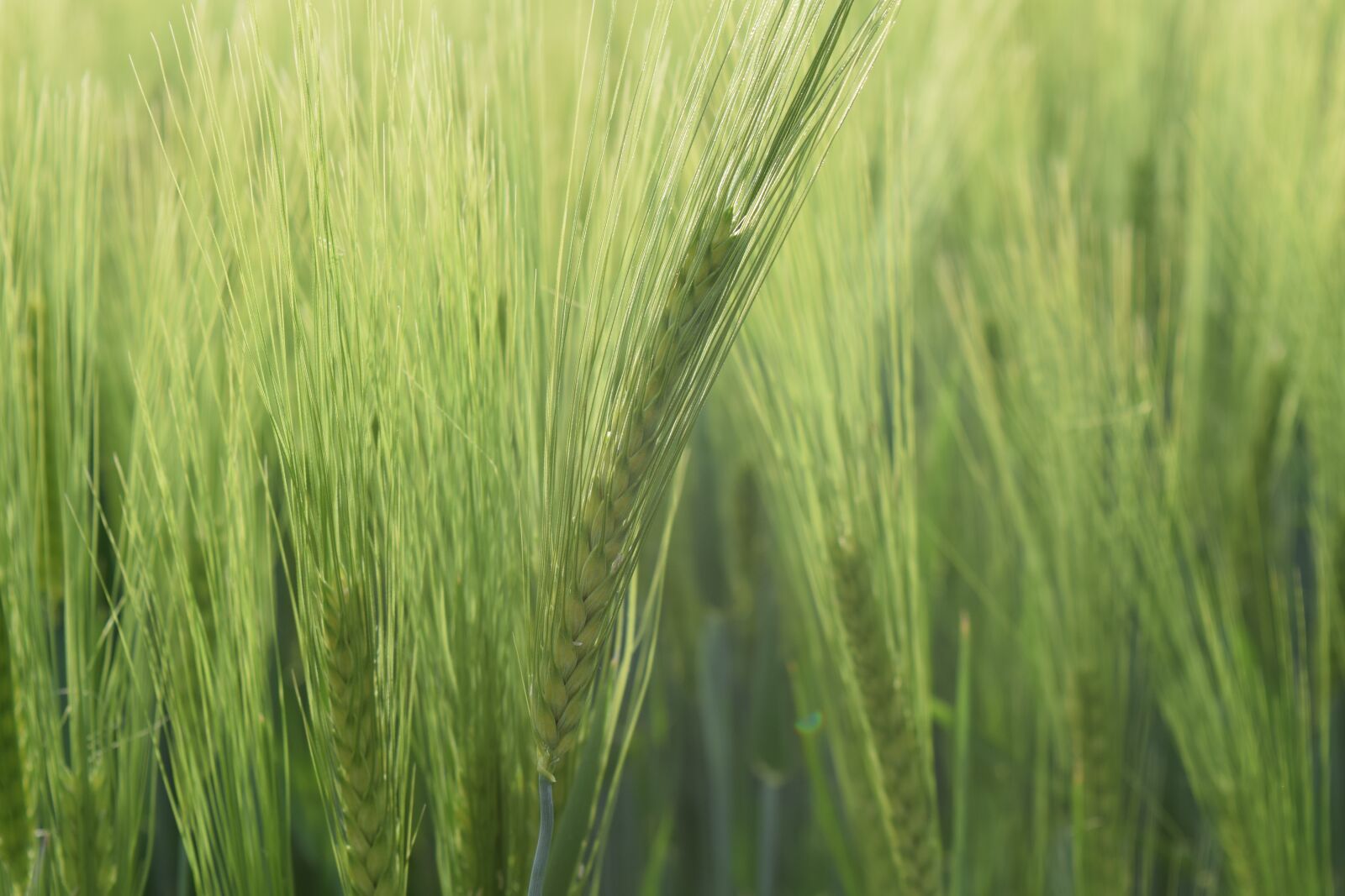 Nikon D3300 sample photo. Background, wheat, green photography