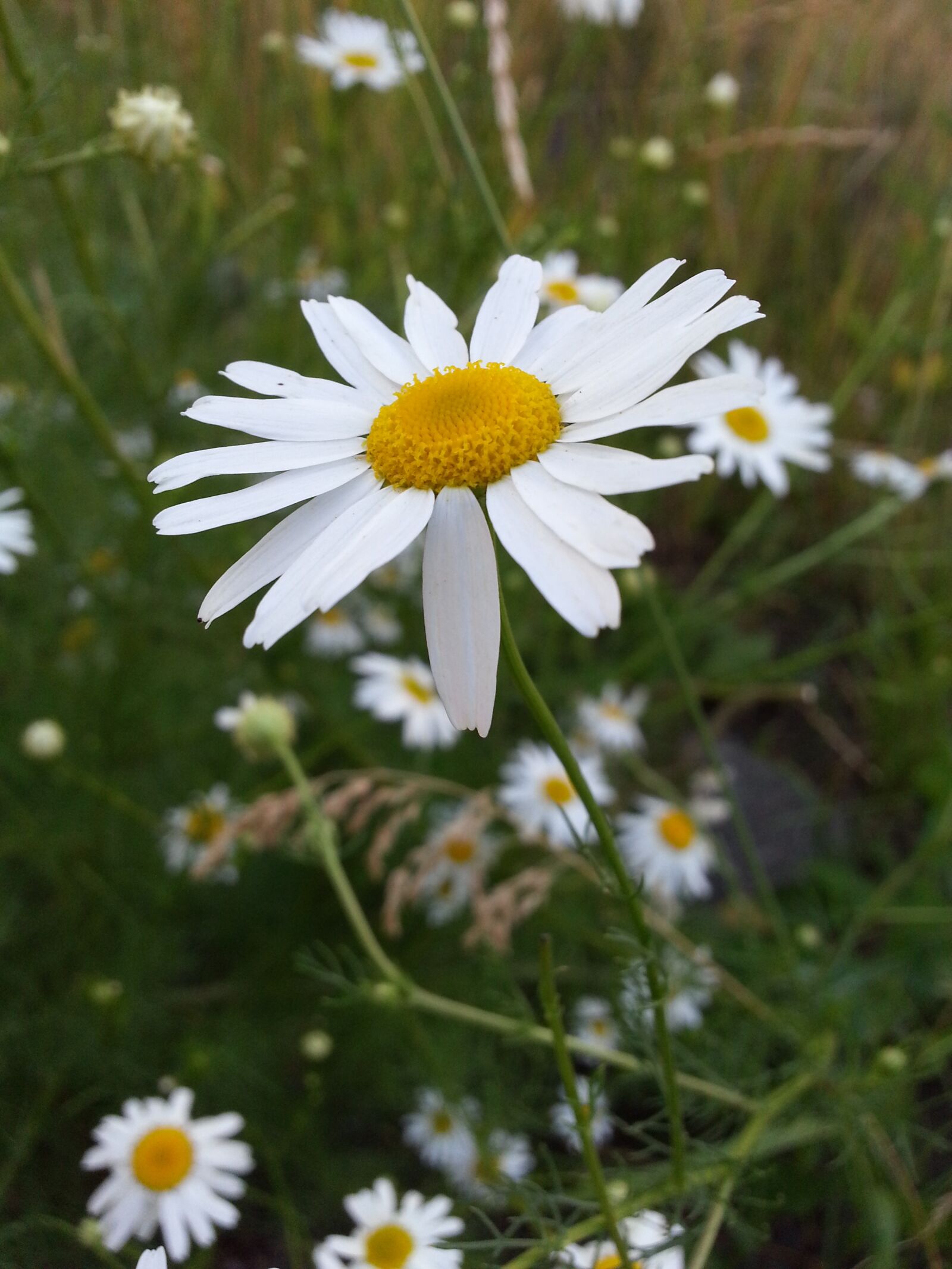 Samsung Galaxy S3 sample photo. Flowers, chamomile, white photography
