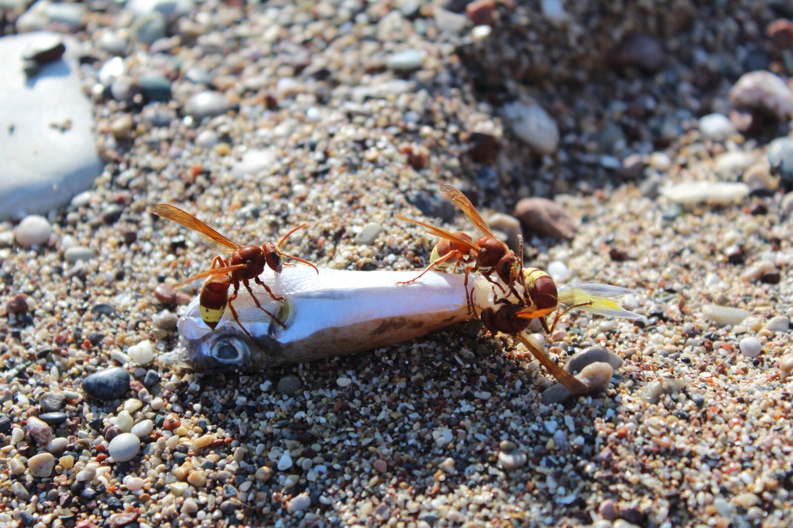 Canon EOS 600D (Rebel EOS T3i / EOS Kiss X5) sample photo. Beach, wasps, insect photography