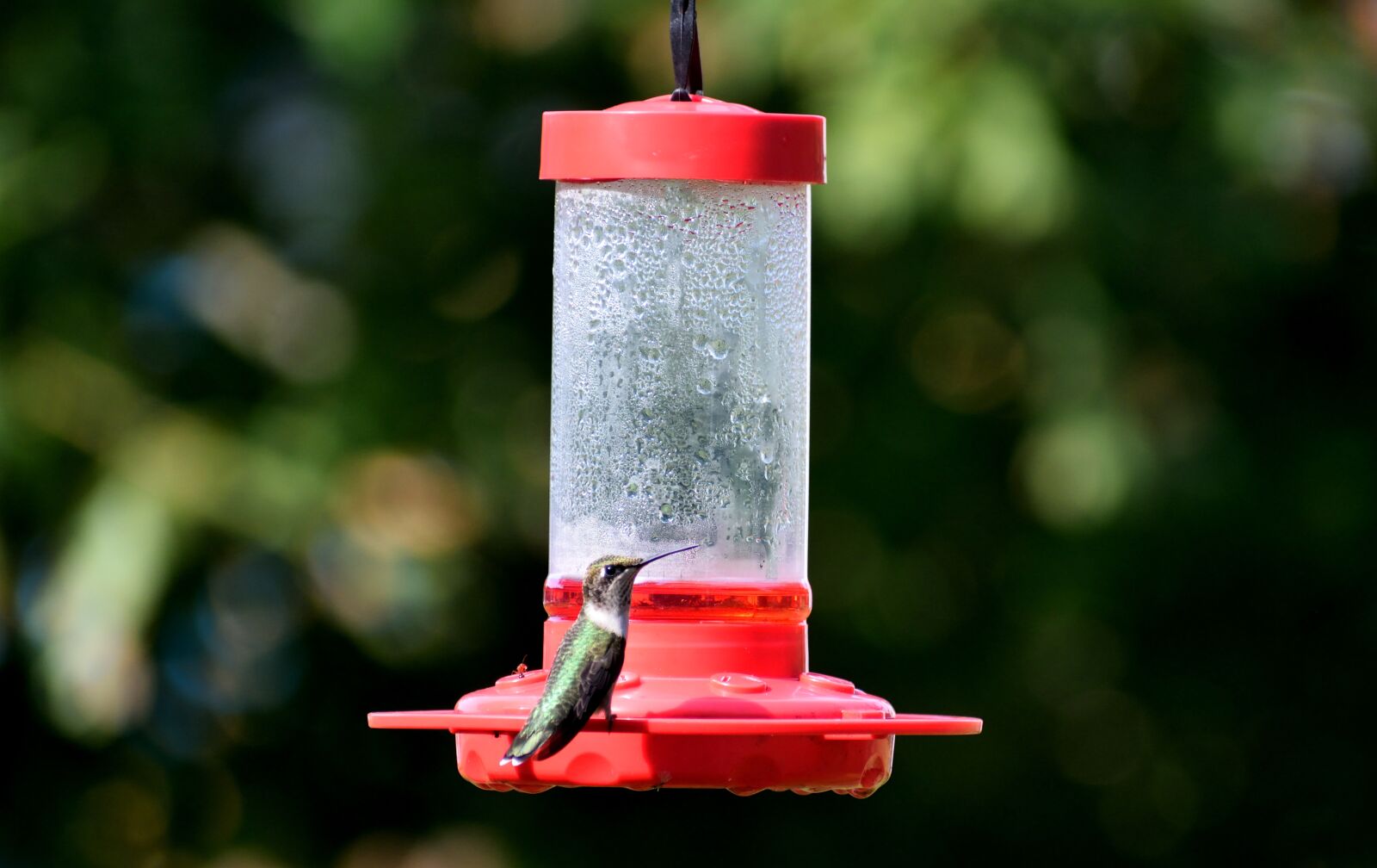 Nikon D3300 sample photo. Hummingbird, bird, avian photography