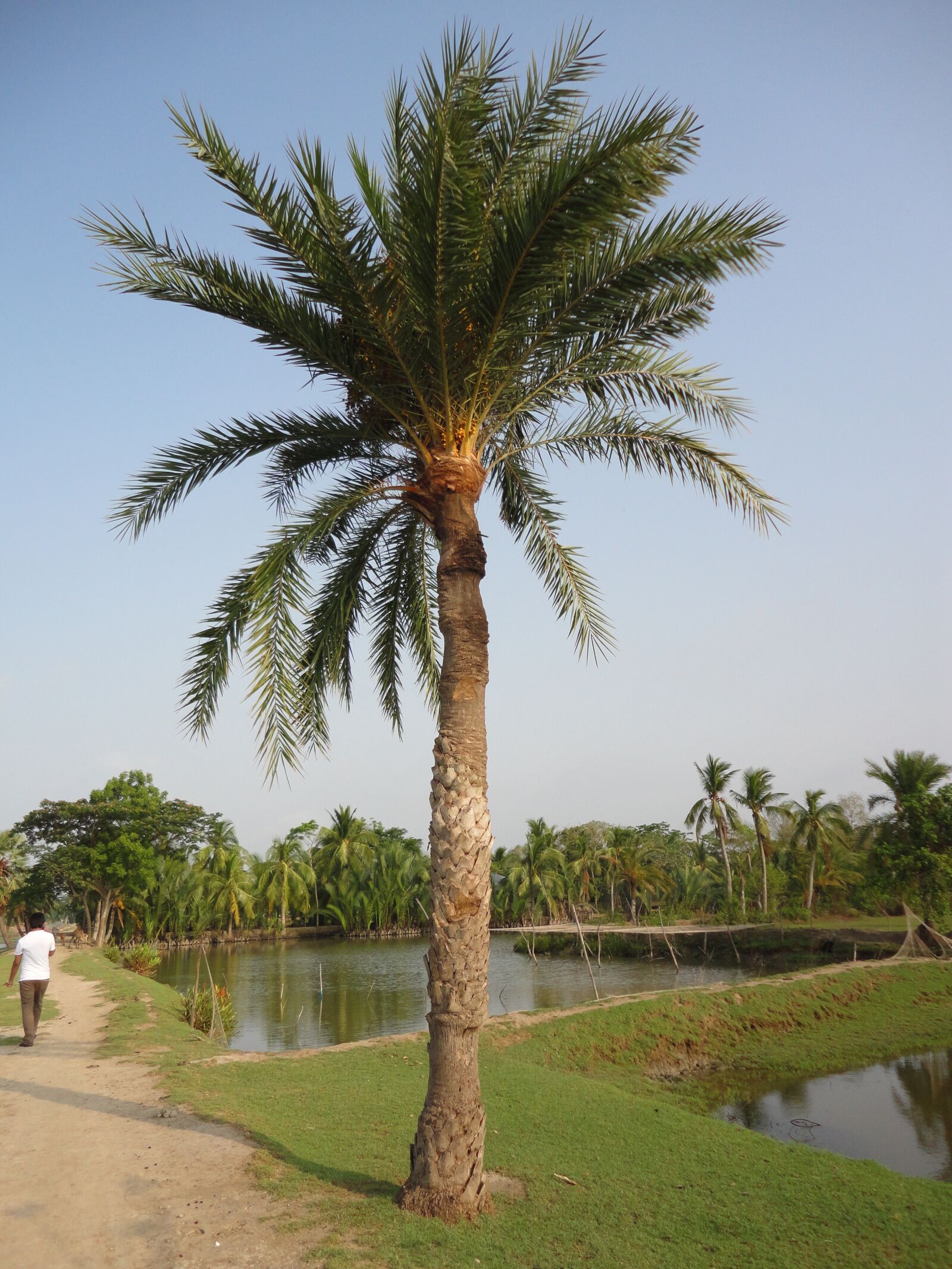 Sony Cyber-shot DSC-W560 sample photo. Palm tree date palm photography