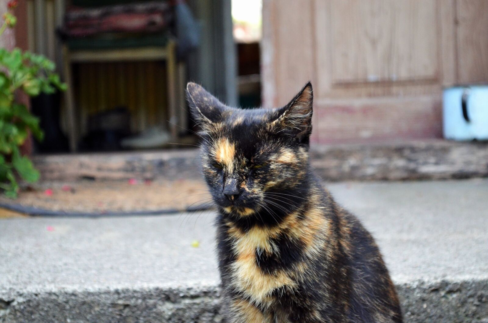 Nikon D5100 sample photo. Cat, kitten pet, animals photography