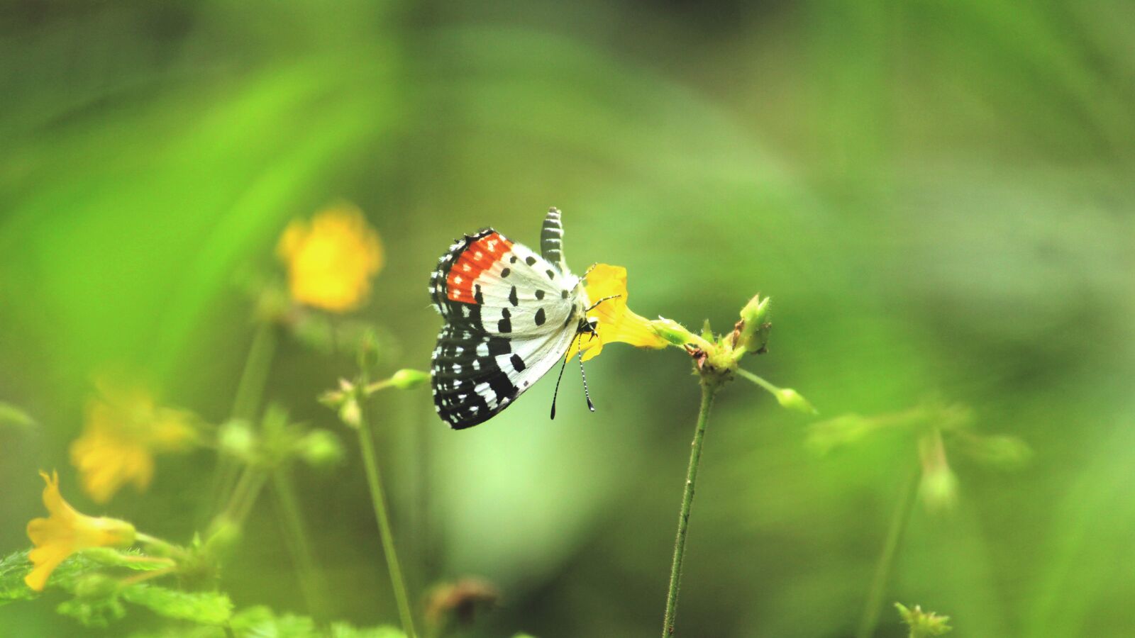 Canon EOS 1300D (EOS Rebel T6 / EOS Kiss X80) sample photo. Kerala, india, butterfly photography