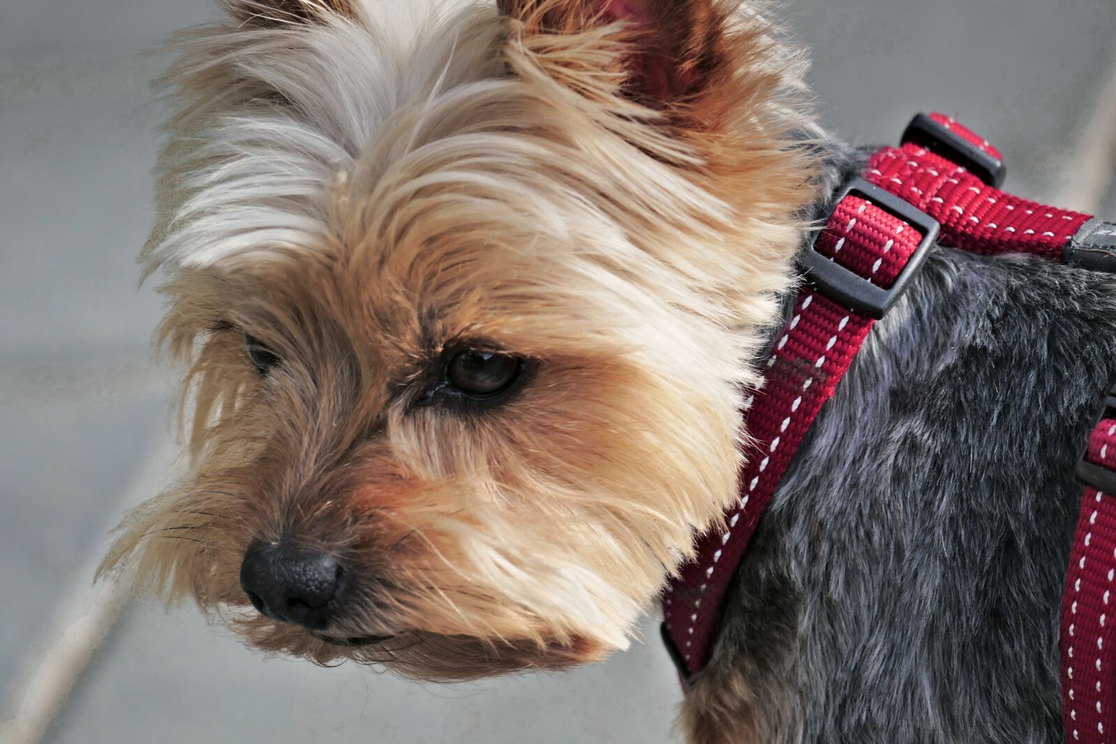 Panasonic Lumix DMC-FZ1000 sample photo. Brown dog, dog, pure-breed photography