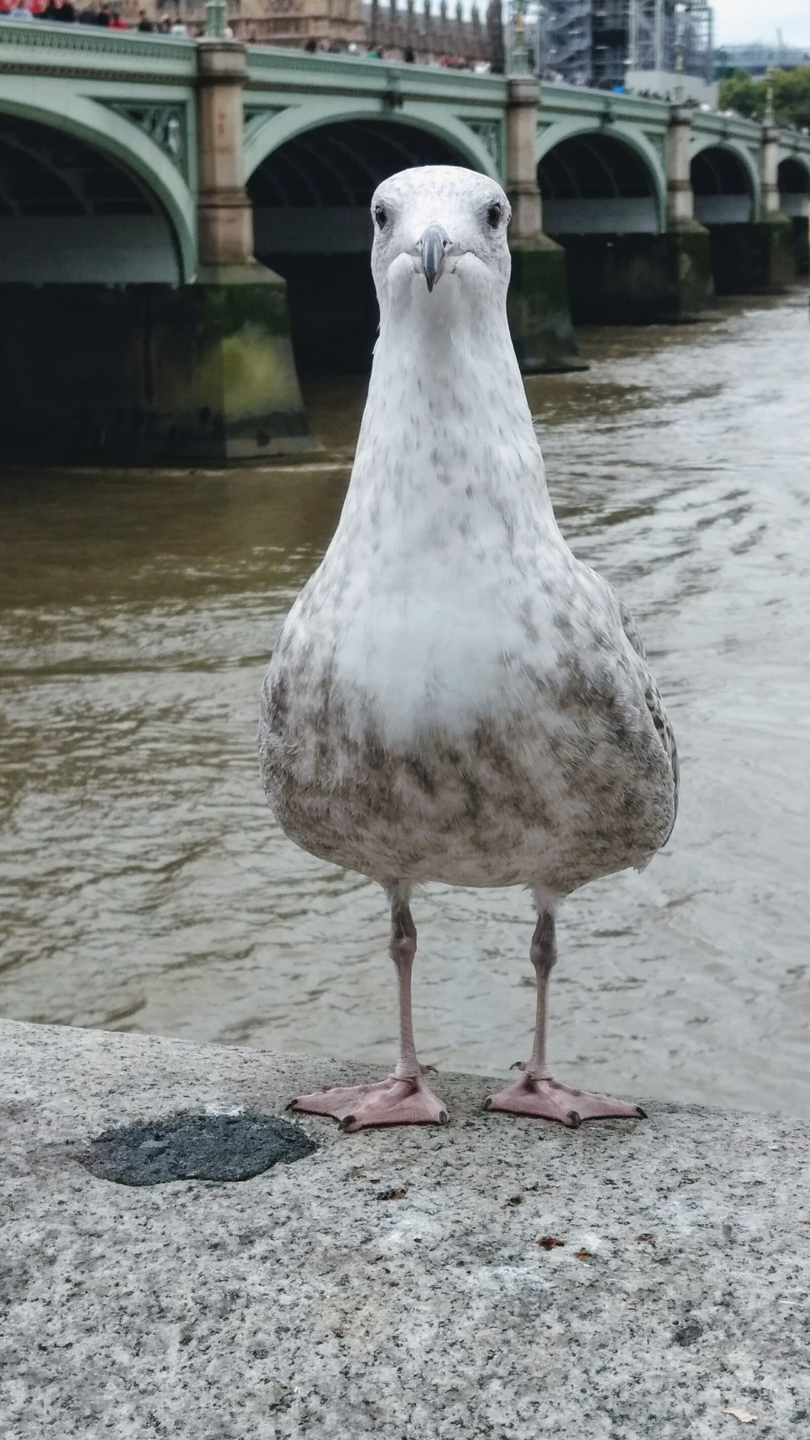 Motorola Moto G (4) sample photo. Waterloo, bird, seagull photography