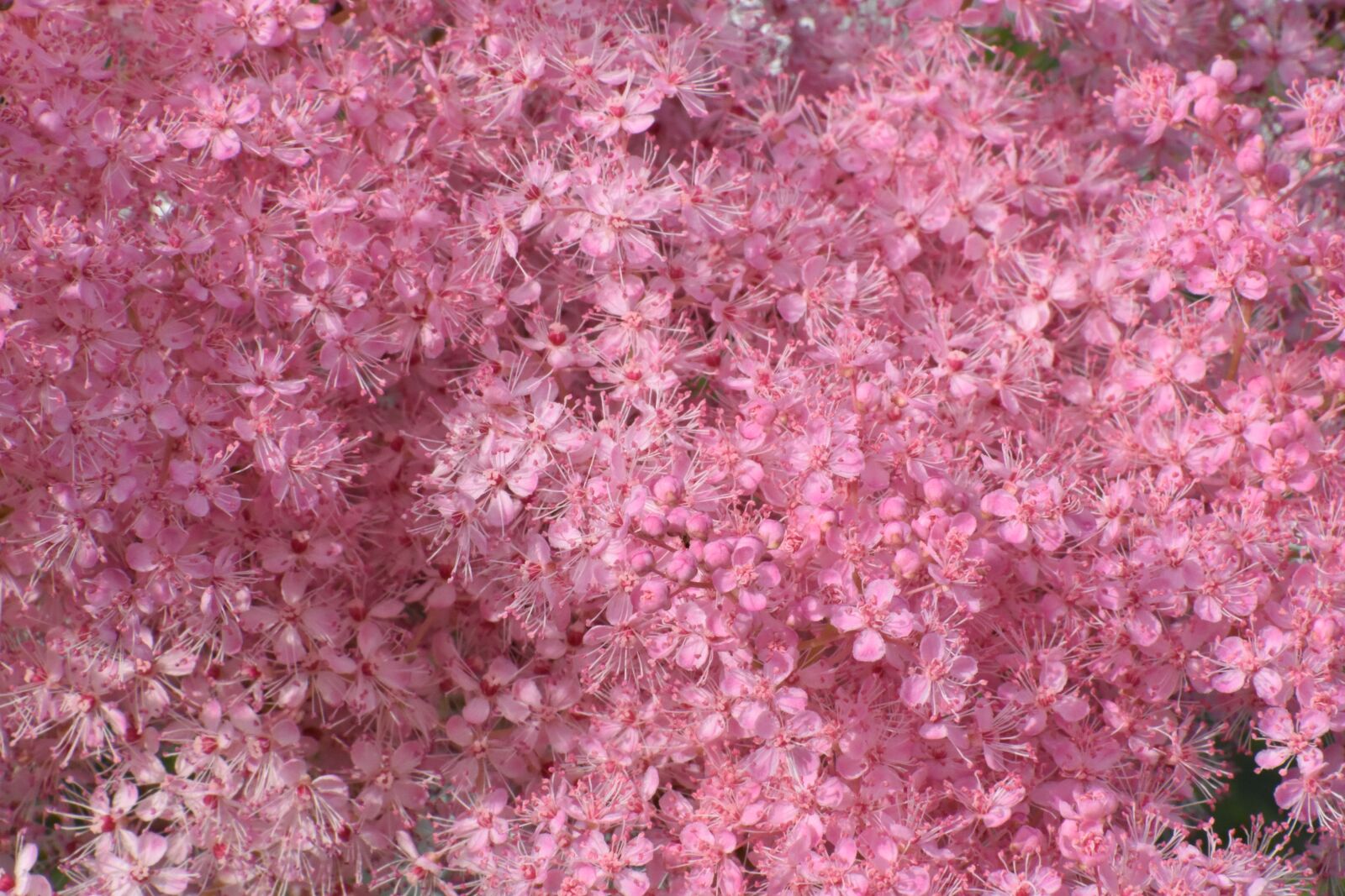 Nikon D3400 sample photo. Flowers, gentle, pink photography