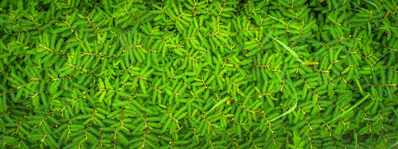 Sony Alpha NEX-5N sample photo. Leaf, nature, green photography