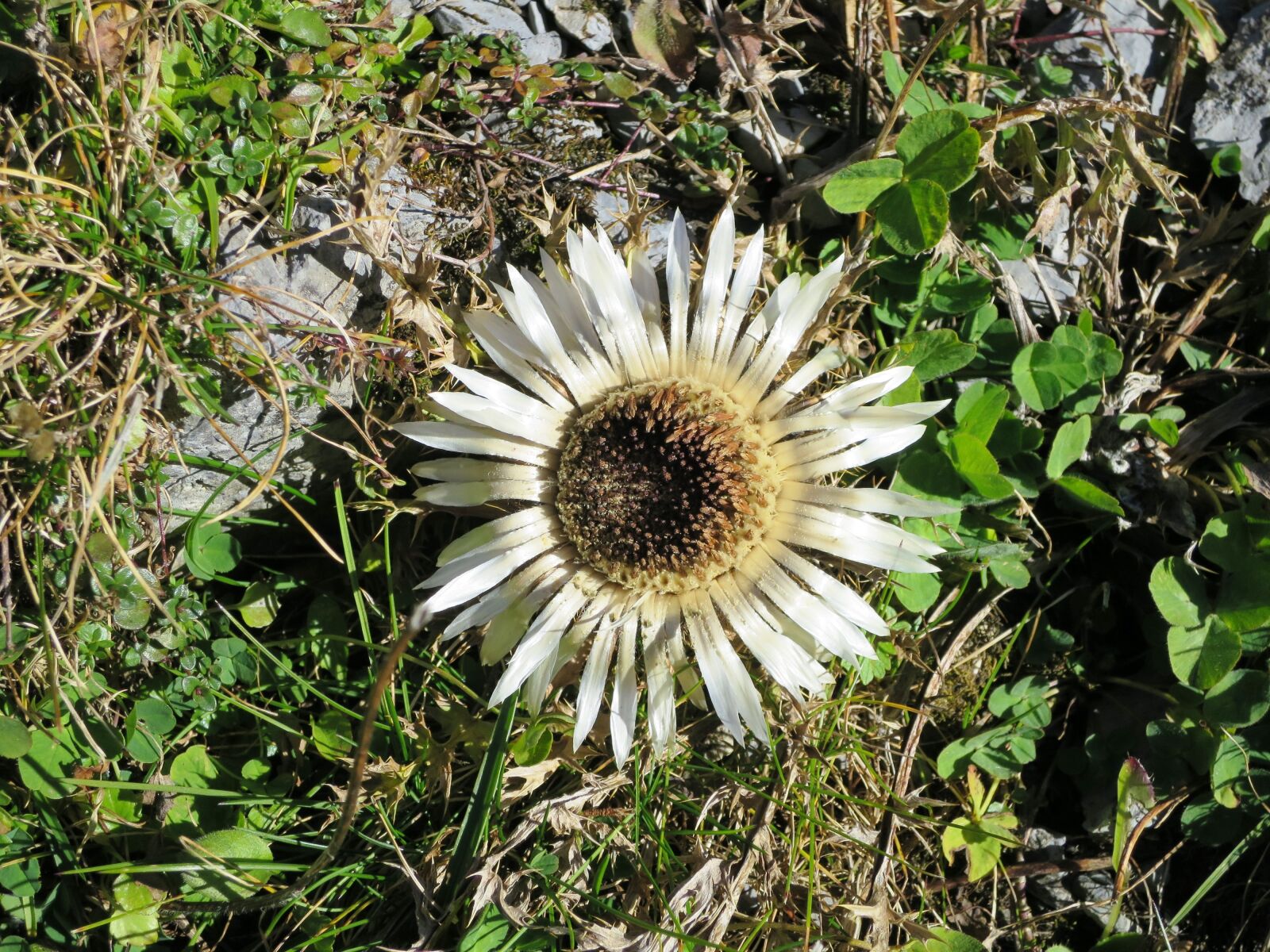 Canon PowerShot S120 sample photo. Silver thistle, mountain flower photography