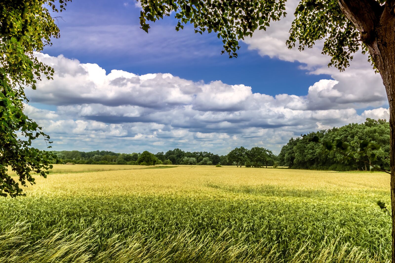 Canon EOS 7D Mark II sample photo. Summer walk, summer, sun photography