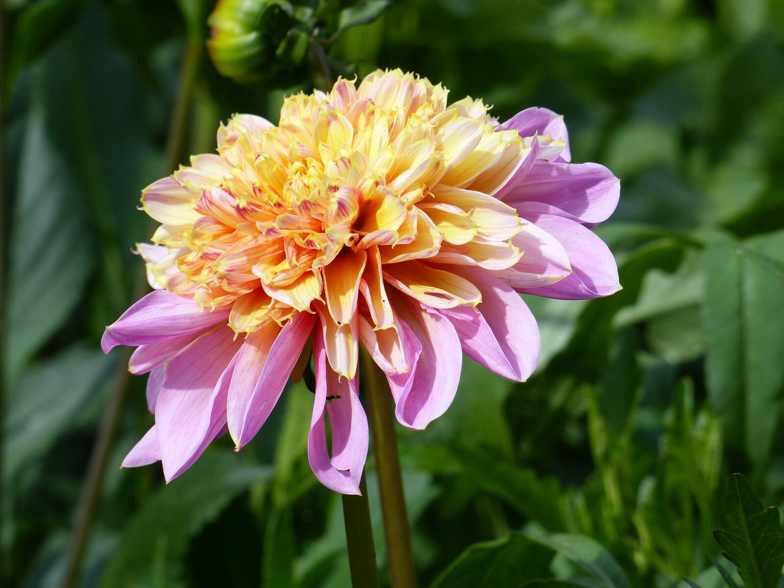 Panasonic Lumix DMC-FZ200 sample photo. Dahlia, flower, plant photography