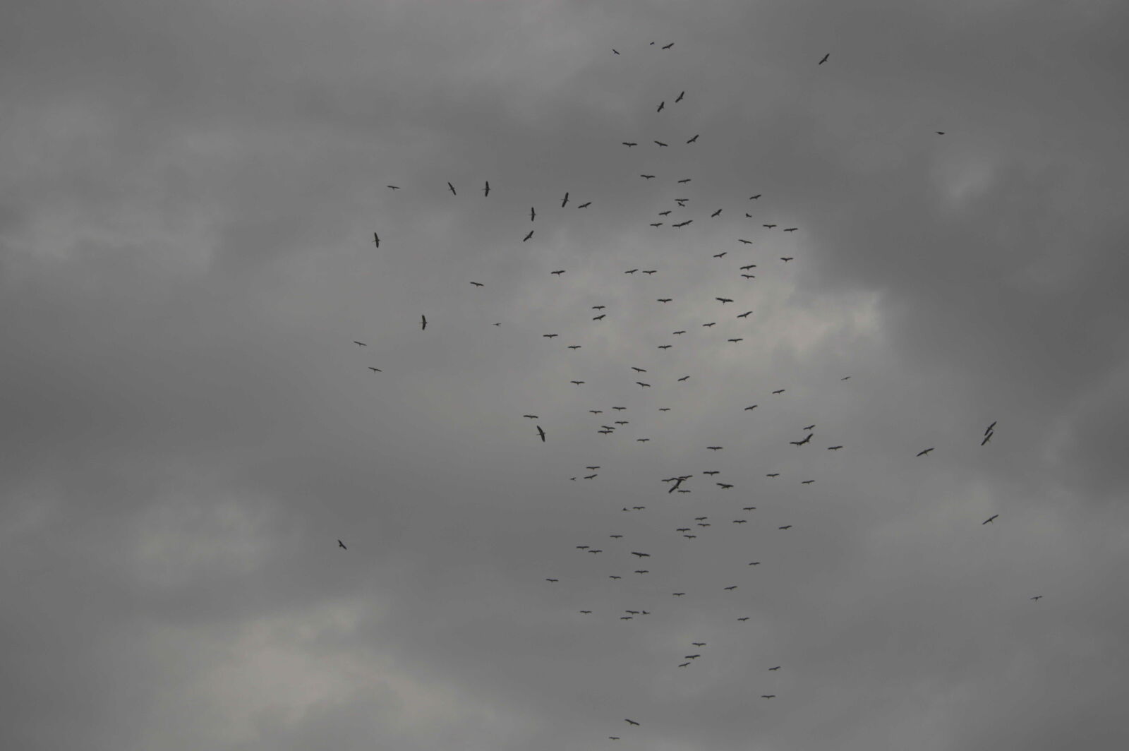 Nikon D3200 sample photo. Birds, b, w photography