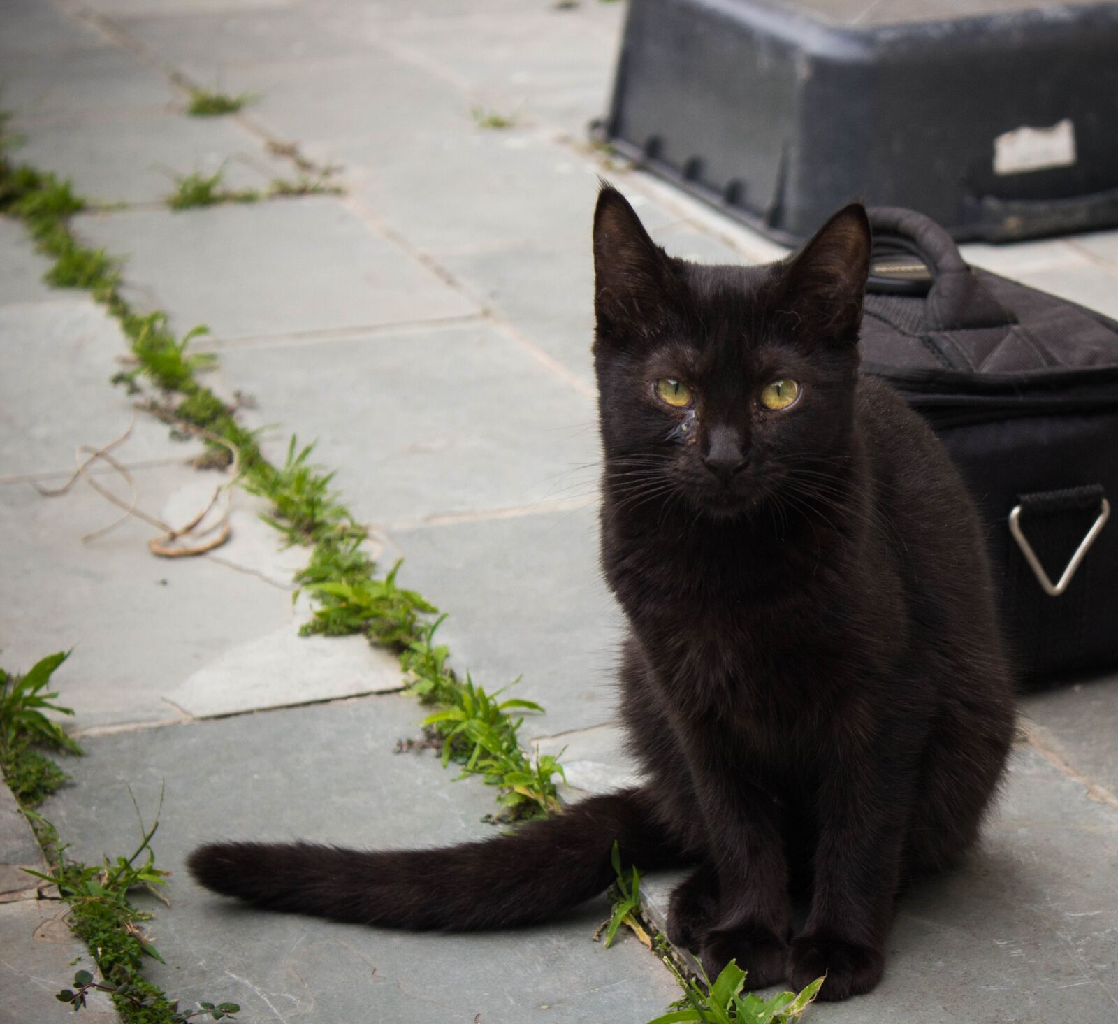 Canon EOS 60D sample photo. Cat, black cat, feline photography