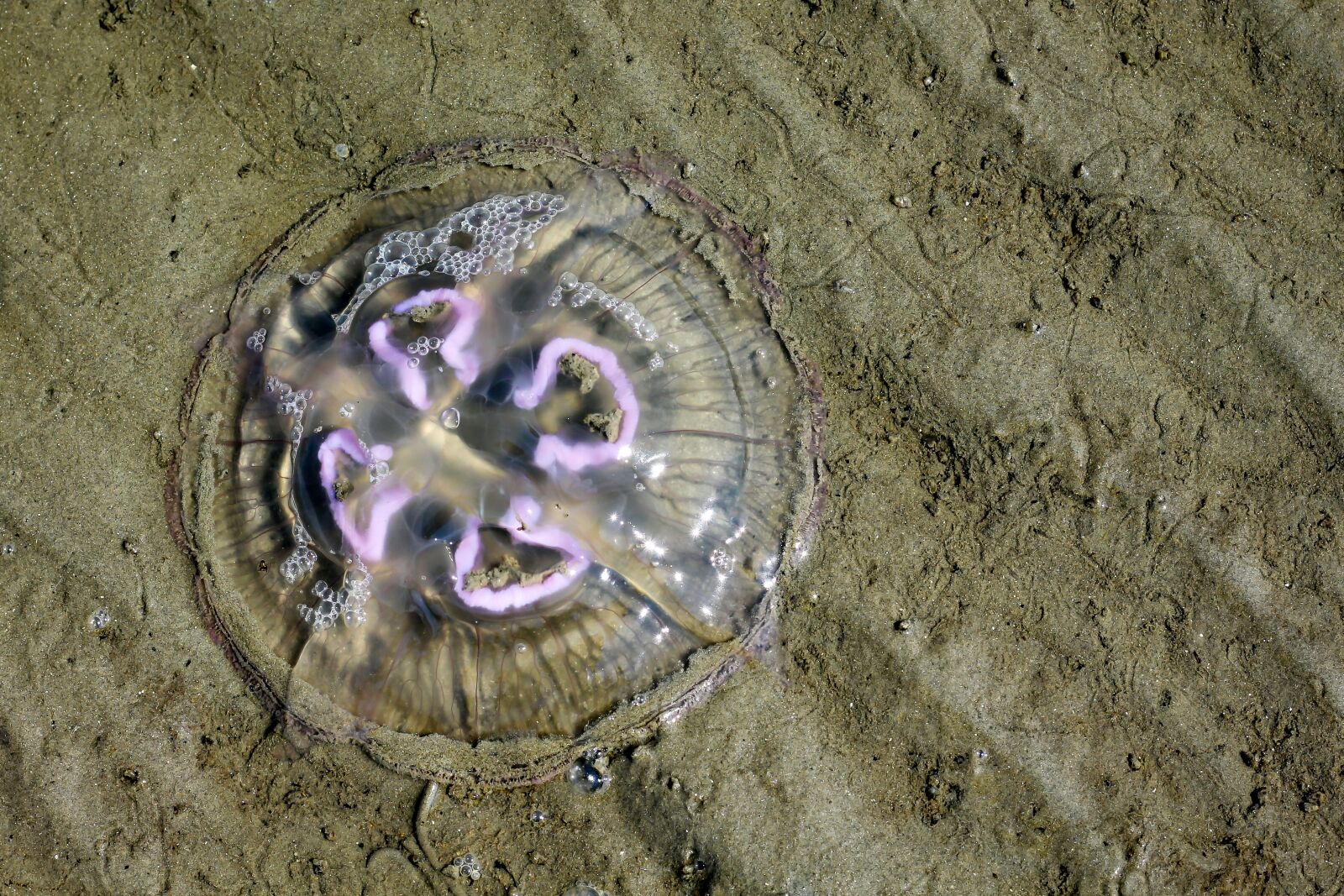 Canon EOS 700D (EOS Rebel T5i / EOS Kiss X7i) sample photo. Jellyfish, north sea, beach photography
