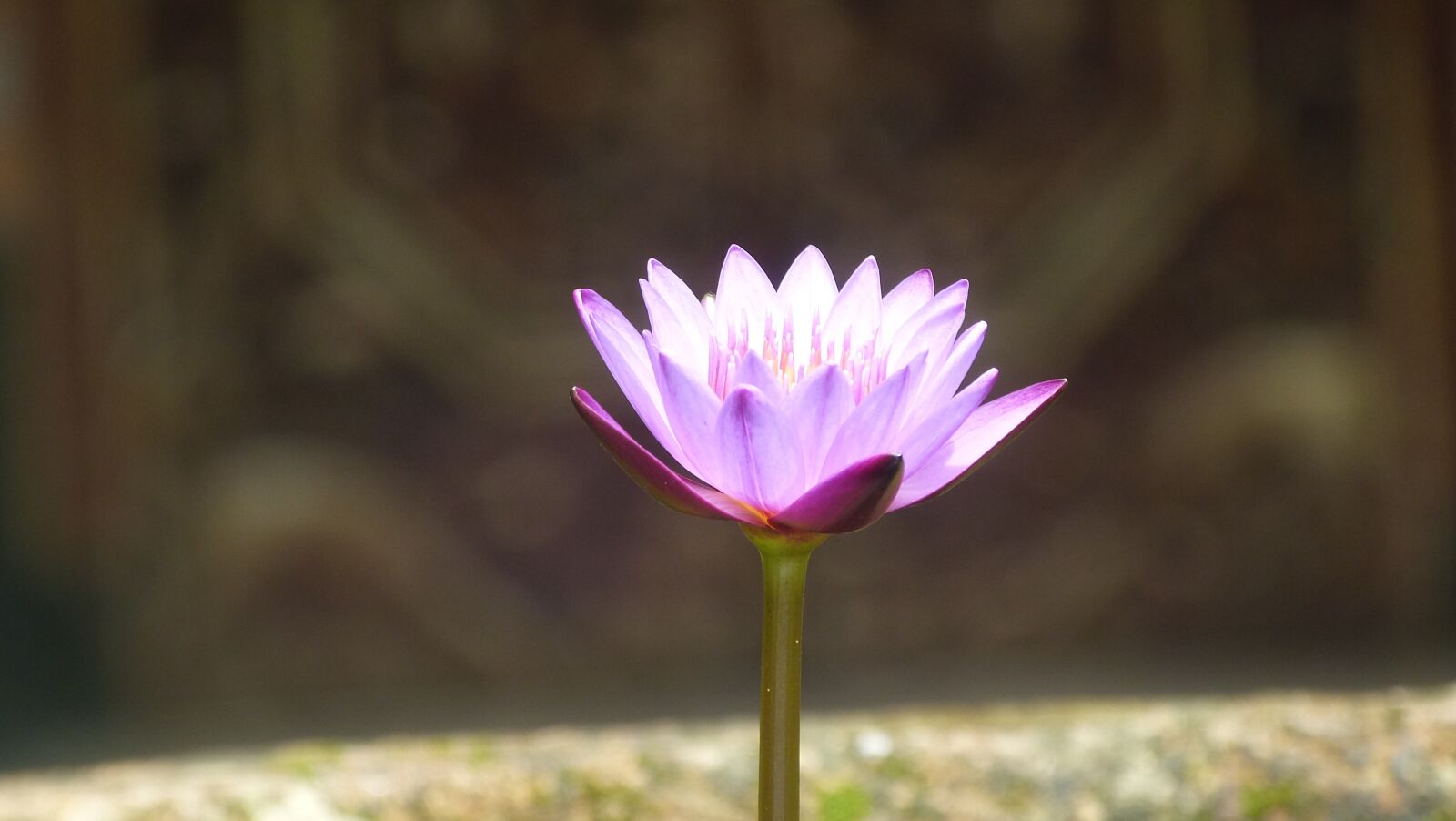Panasonic Lumix DMC-FZ150 sample photo. Lily, water, water lily photography