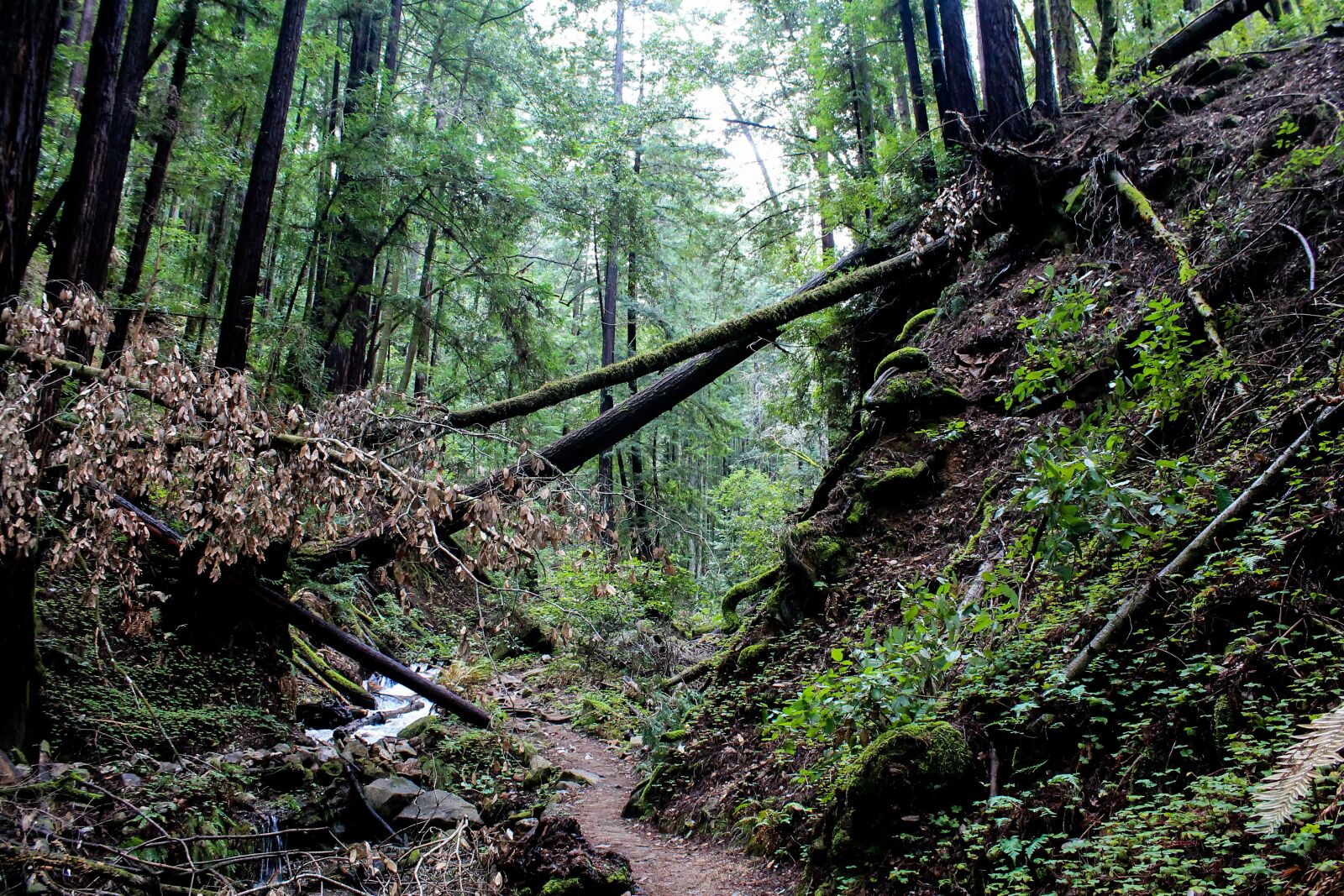 Canon EOS 1100D (EOS Rebel T3 / EOS Kiss X50) sample photo. Forest, usa, california photography
