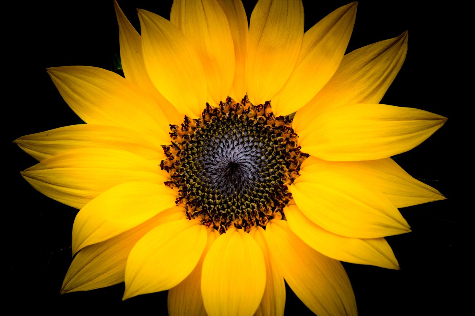 Canon EOS 5D Mark III sample photo. Nature, plant, flower photography