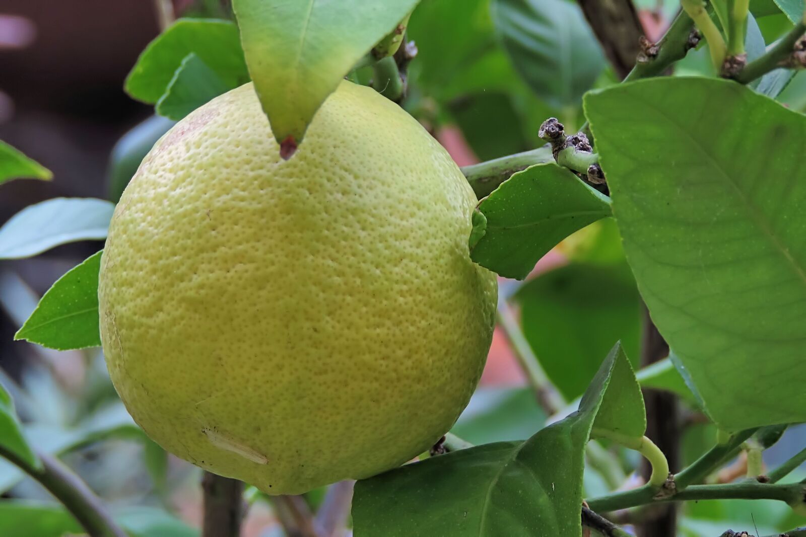 Nikon Coolpix P520 sample photo. Lemon, lemon tree, leaves photography