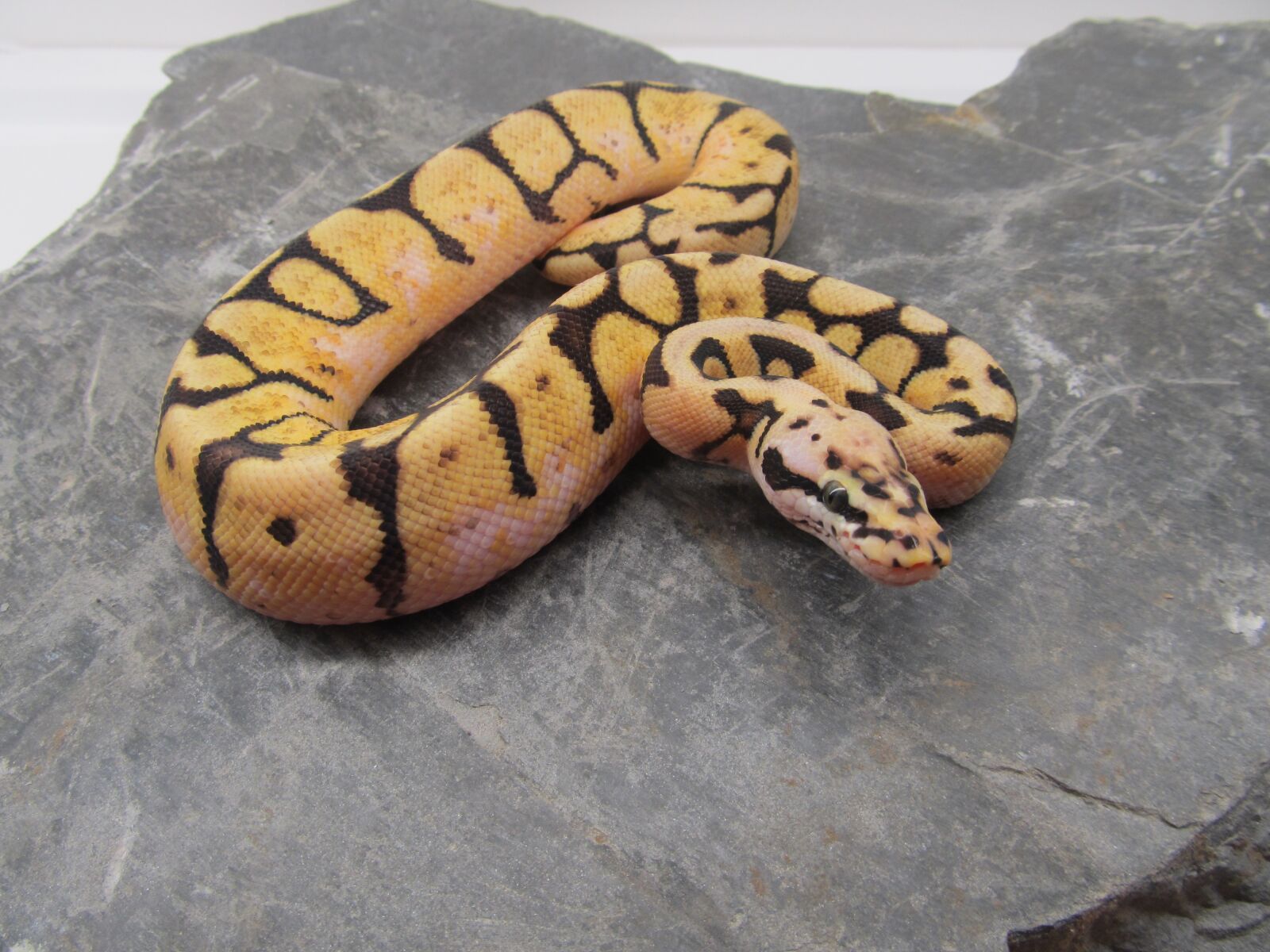 Canon PowerShot SX130 IS sample photo. Reptiles, boa, constrictor photography