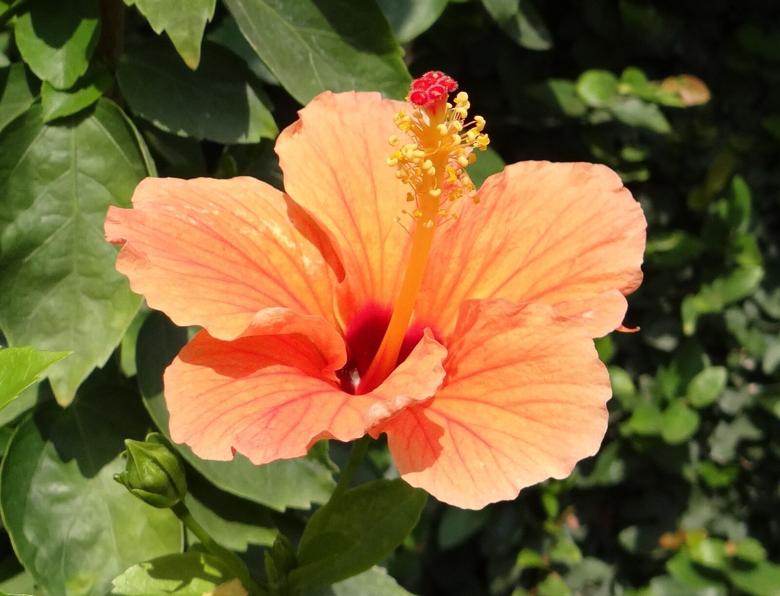 Sony DSC-HX200V sample photo. Hibiscus, peach, flower photography