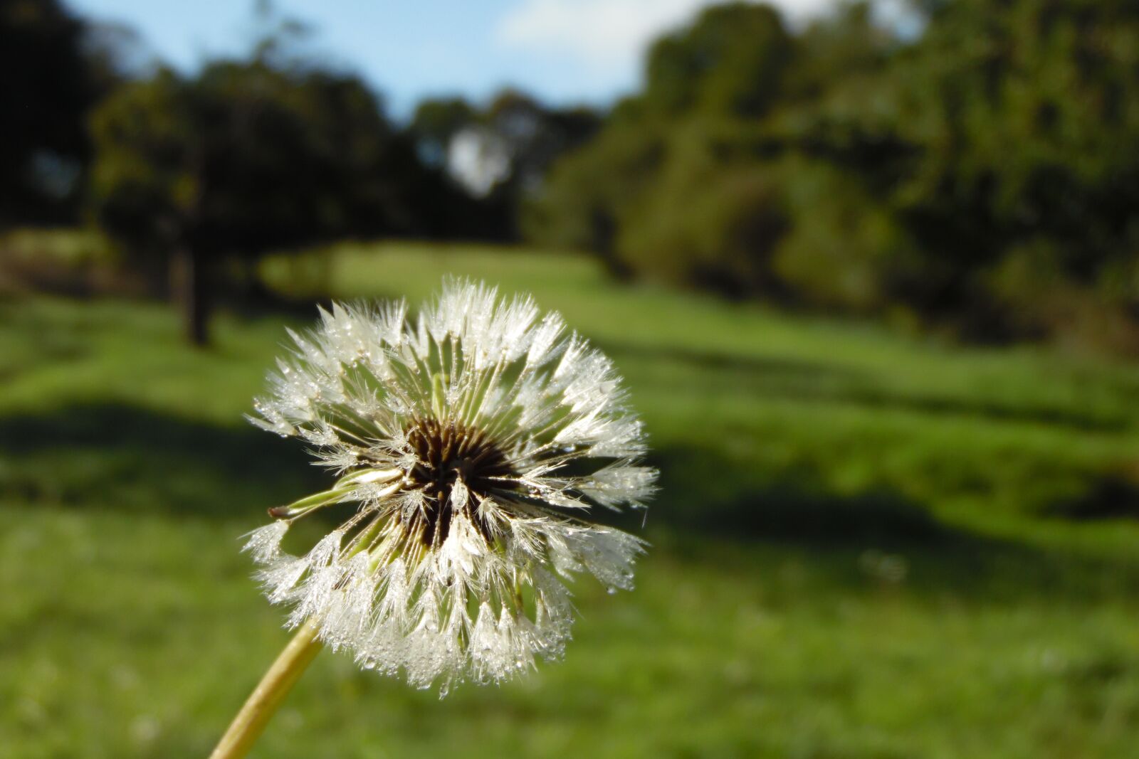 Samsung WB1100F/WB1101F/WB1102F sample photo. Dandelion, dew, morning photography