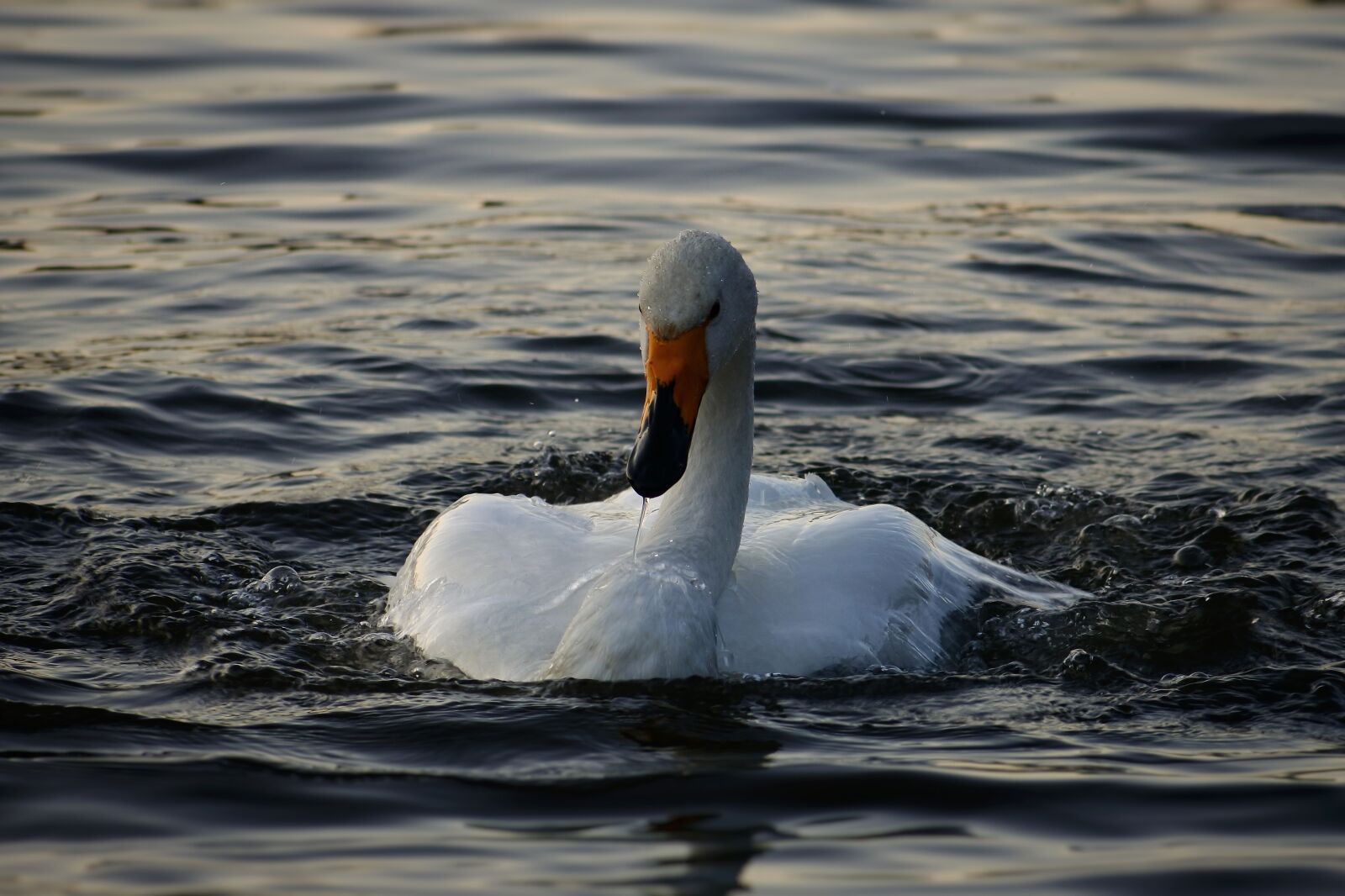 VR 70-300mm f/4.5-6.3G sample photo. Animal, lake, waterside photography