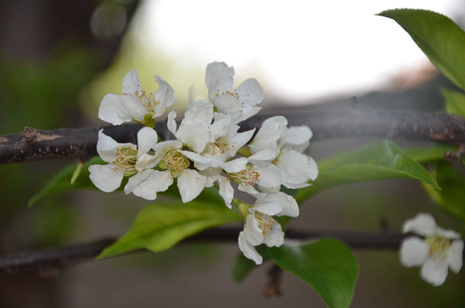Nikon D7000 sample photo. Spring, blossoms, flower photography