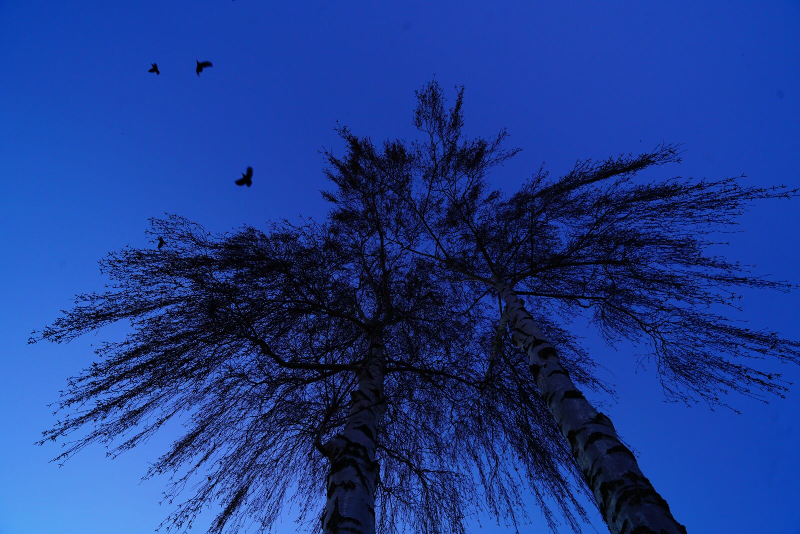 Sony a7R II + Sony Vario-Tessar T* FE 16-35mm F4 ZA OSS sample photo. Trees, birds, flying photography