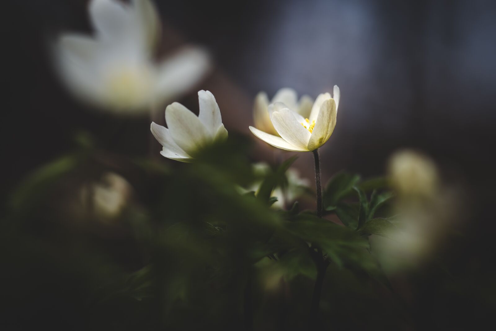 Canon EOS 6D Mark II sample photo. Wood anemone, white, dark photography