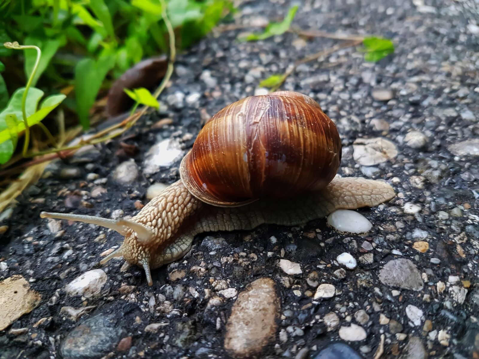Samsung Galaxy S7 sample photo. Snail, land, nature photography