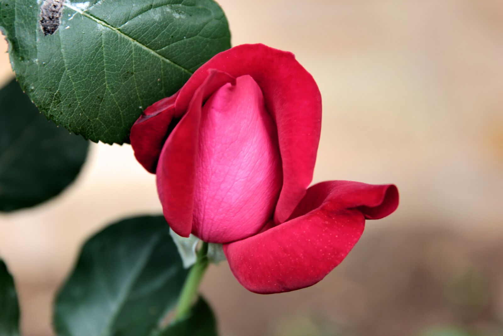 Canon EOS 550D (EOS Rebel T2i / EOS Kiss X4) sample photo. Rose, flower, plant photography