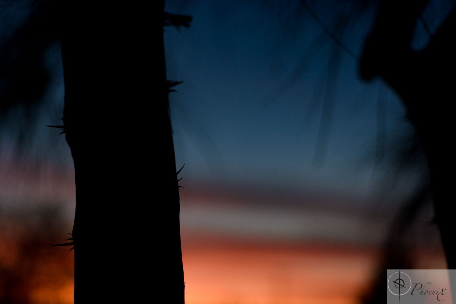 Nikon AF Micro-Nikkor 60mm F2.8D sample photo. Sunset, theme, light, throns photography