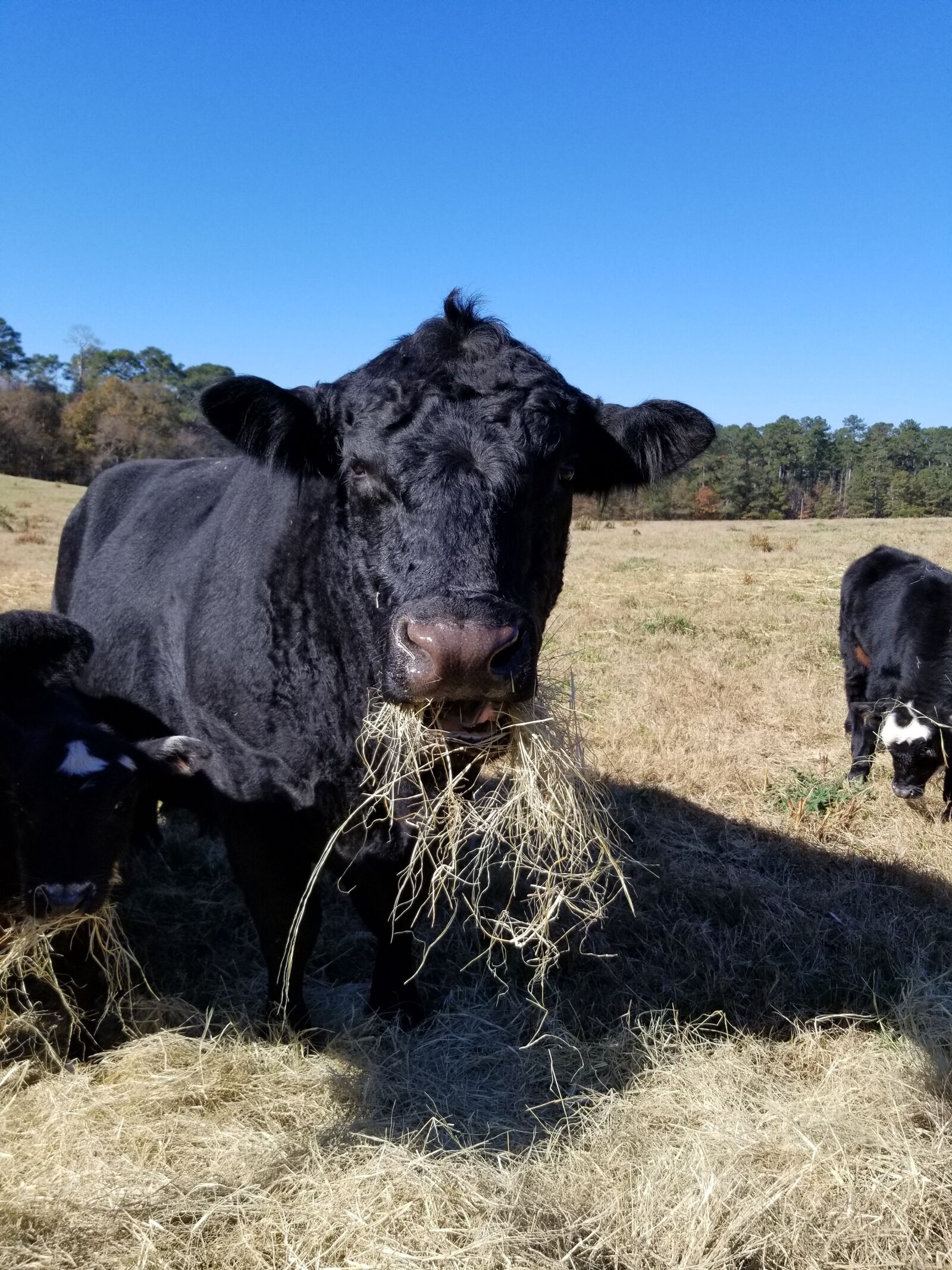 Samsung Galaxy S8 sample photo. Cattle, bull, angus photography