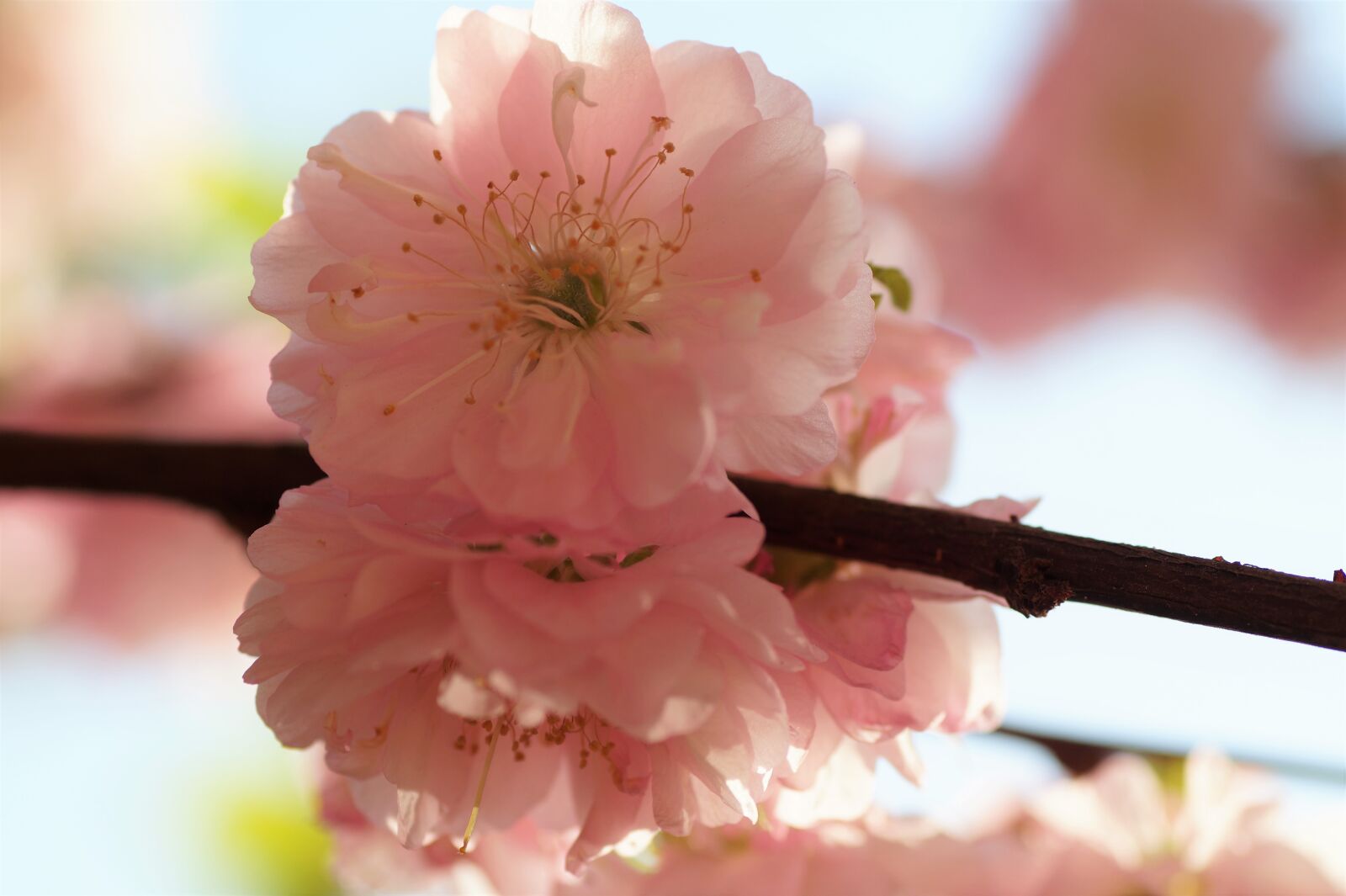 Sony SLT-A58 sample photo. Almond, that has double photography