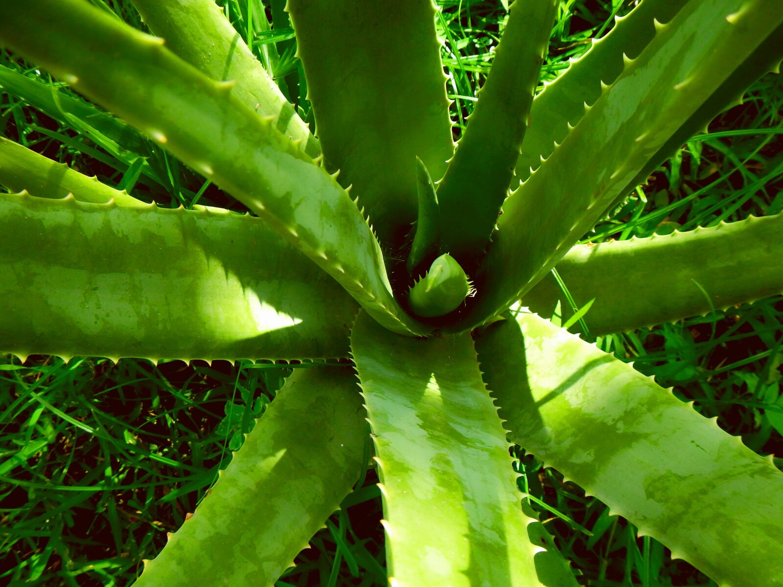 Nikon Coolpix AW110 sample photo. Aloe vera, s bila photography