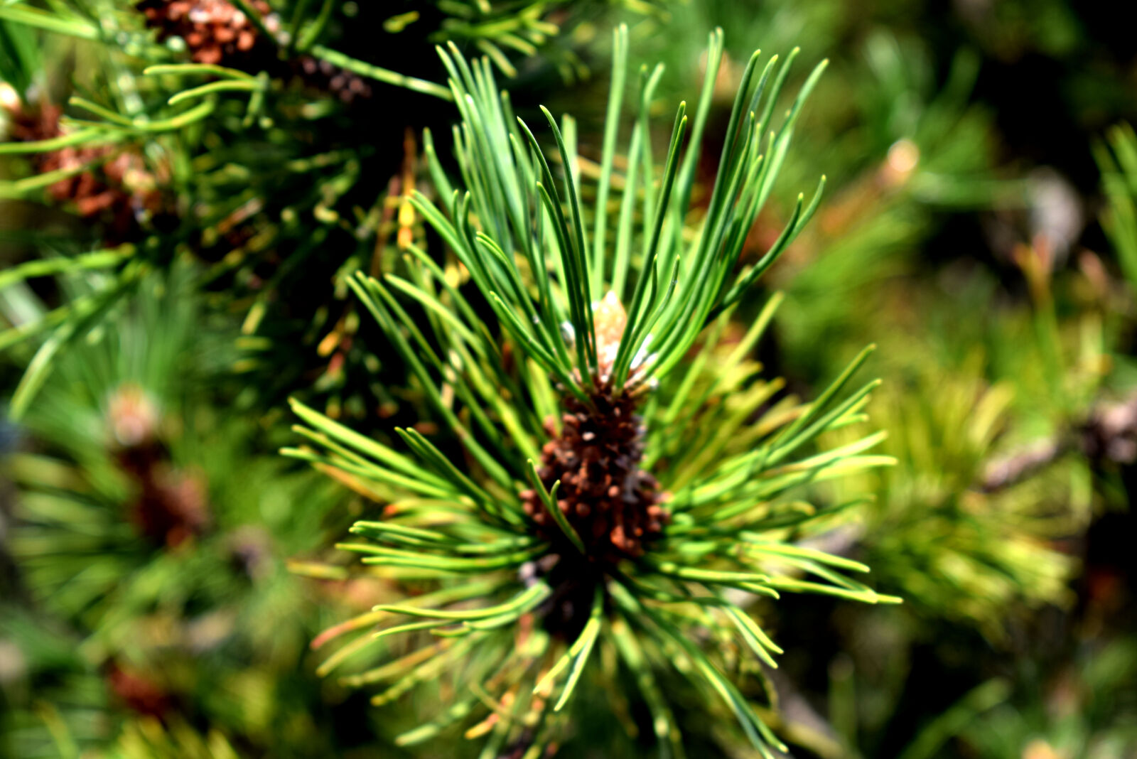 Nikon D3300 sample photo. Green, juniper, pine, pines photography