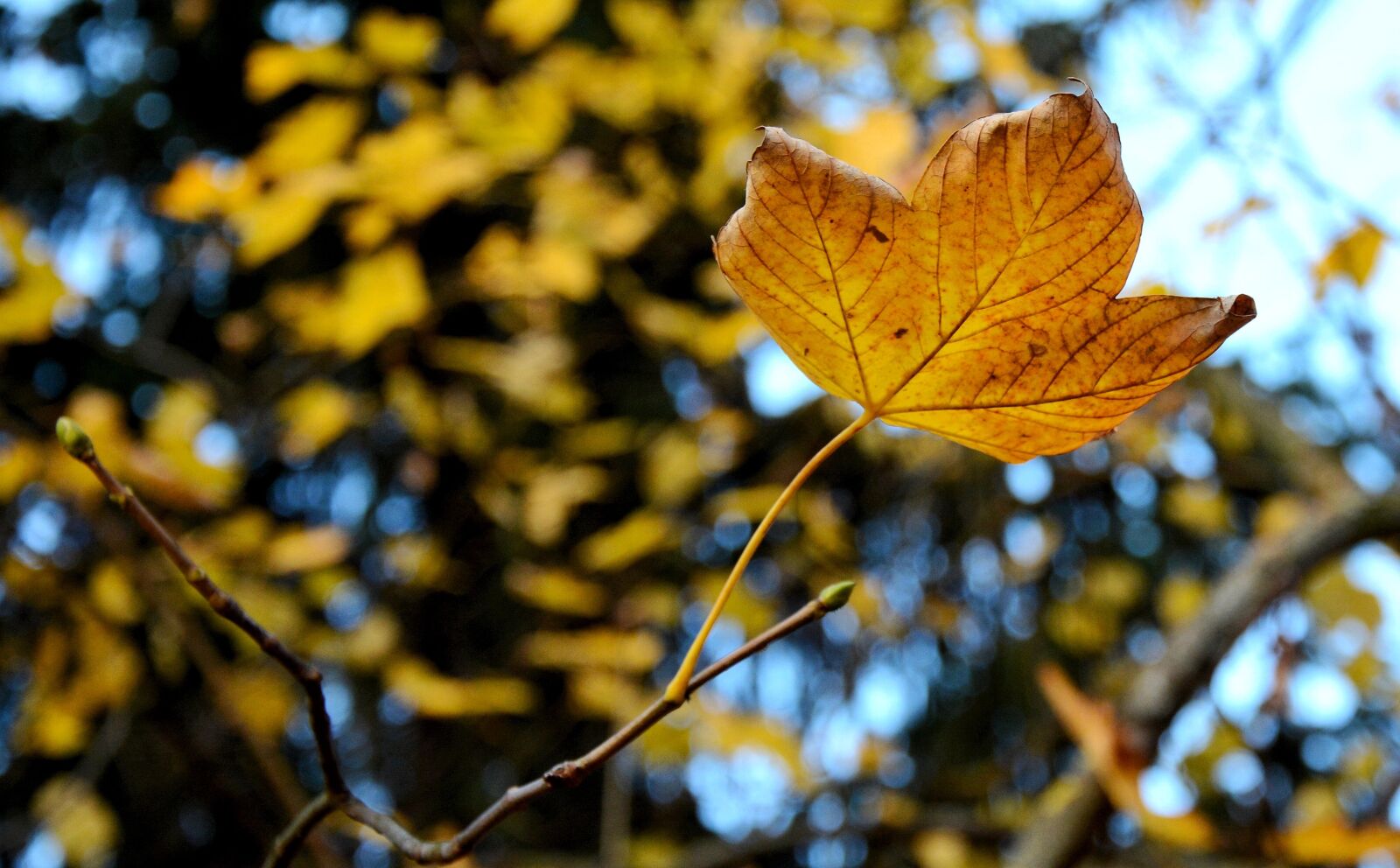 Nikon D7100 sample photo. Nature, colorful, orange leaf photography
