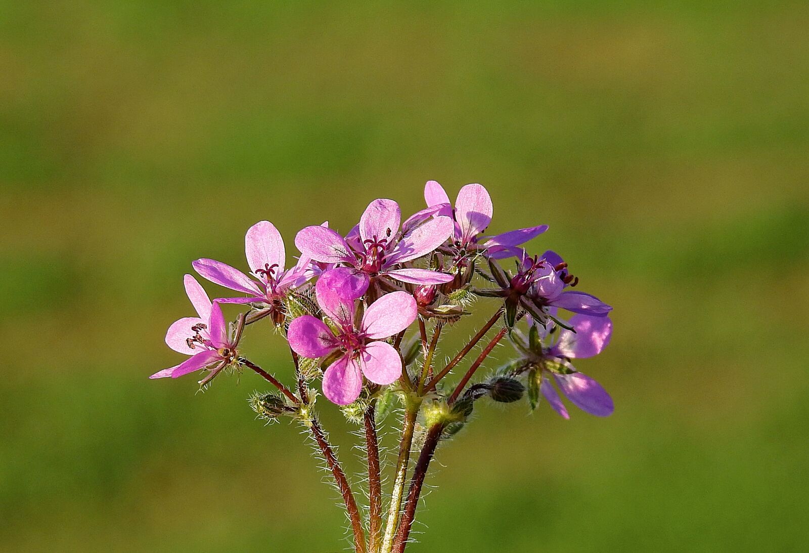 Nikon Coolpix P900 sample photo. Flowers, meadow, the background photography