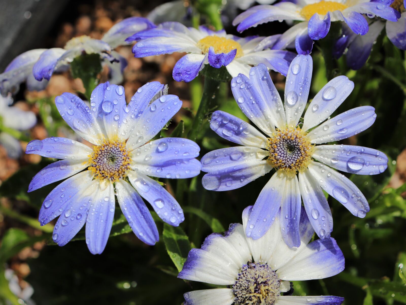 Canon EOS 800D (EOS Rebel T7i / EOS Kiss X9i) sample photo. Chrysanthemum, trickle, flowers photography