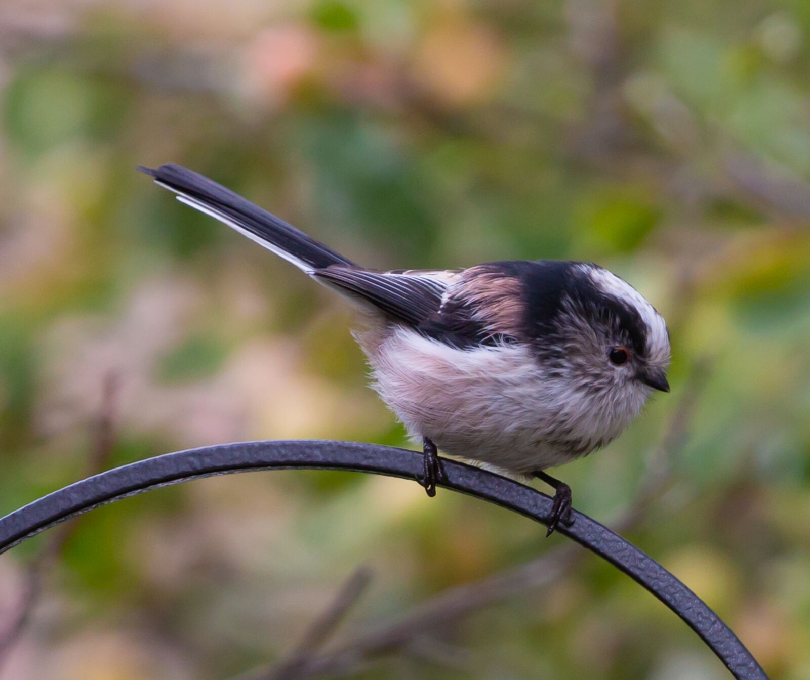 Canon EOS 5D Mark III sample photo. Long tailed tit, bird photography