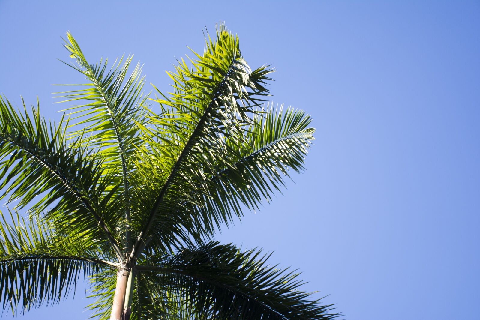 Nikon D7100 sample photo. Plant, green, sycamore tree photography