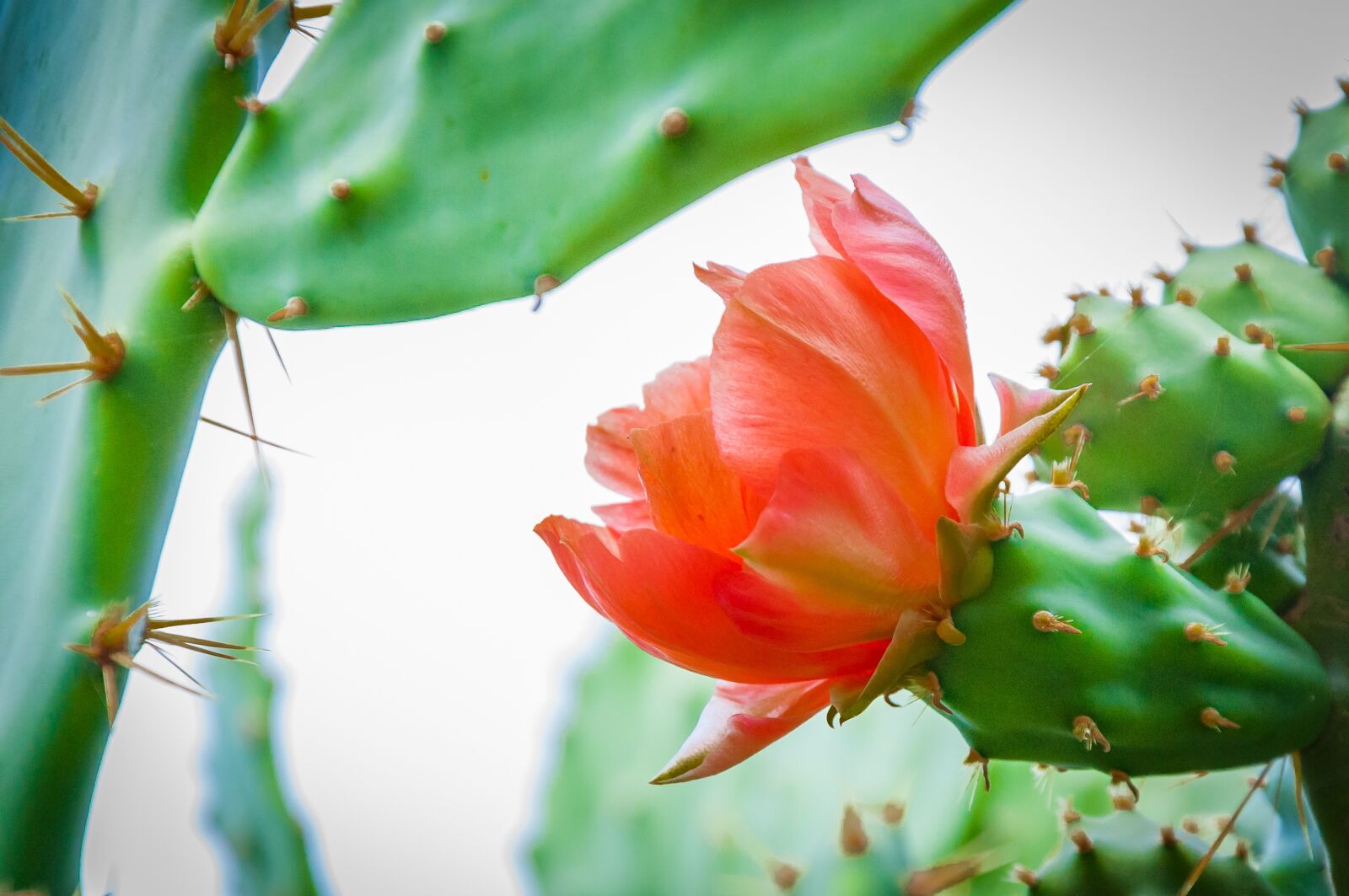 Nikon D90 sample photo. Cactus, flower, nature photography