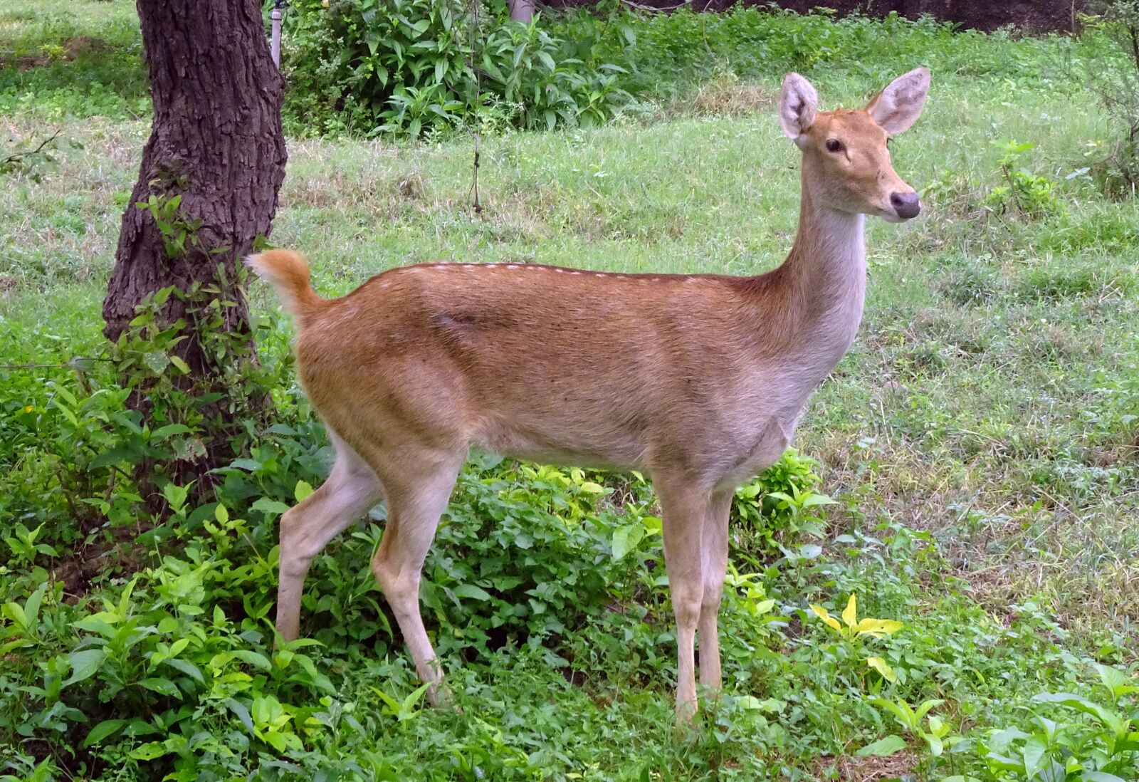 Sony Cyber-shot DSC-HX90V sample photo. Swamp deer, barasingha, female photography