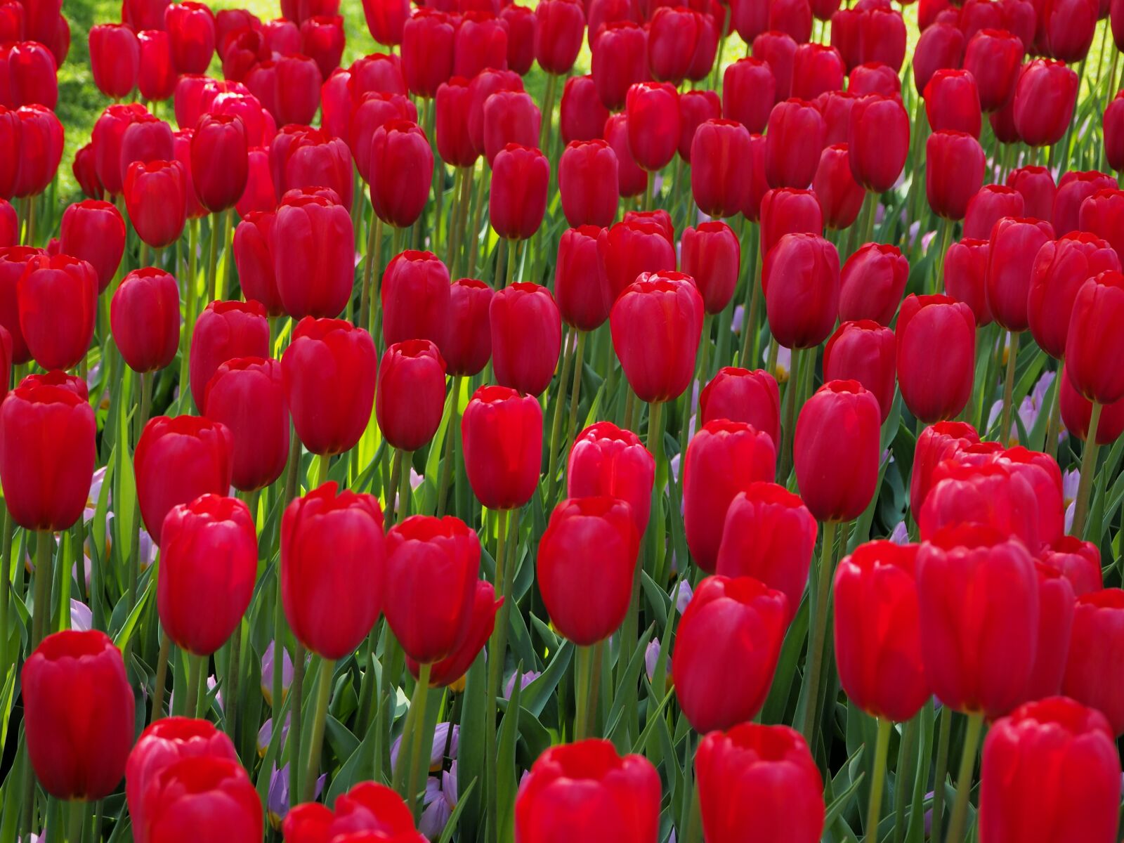 Olympus OM-D E-M10 II sample photo. Keukenhof, lisse, flowers photography