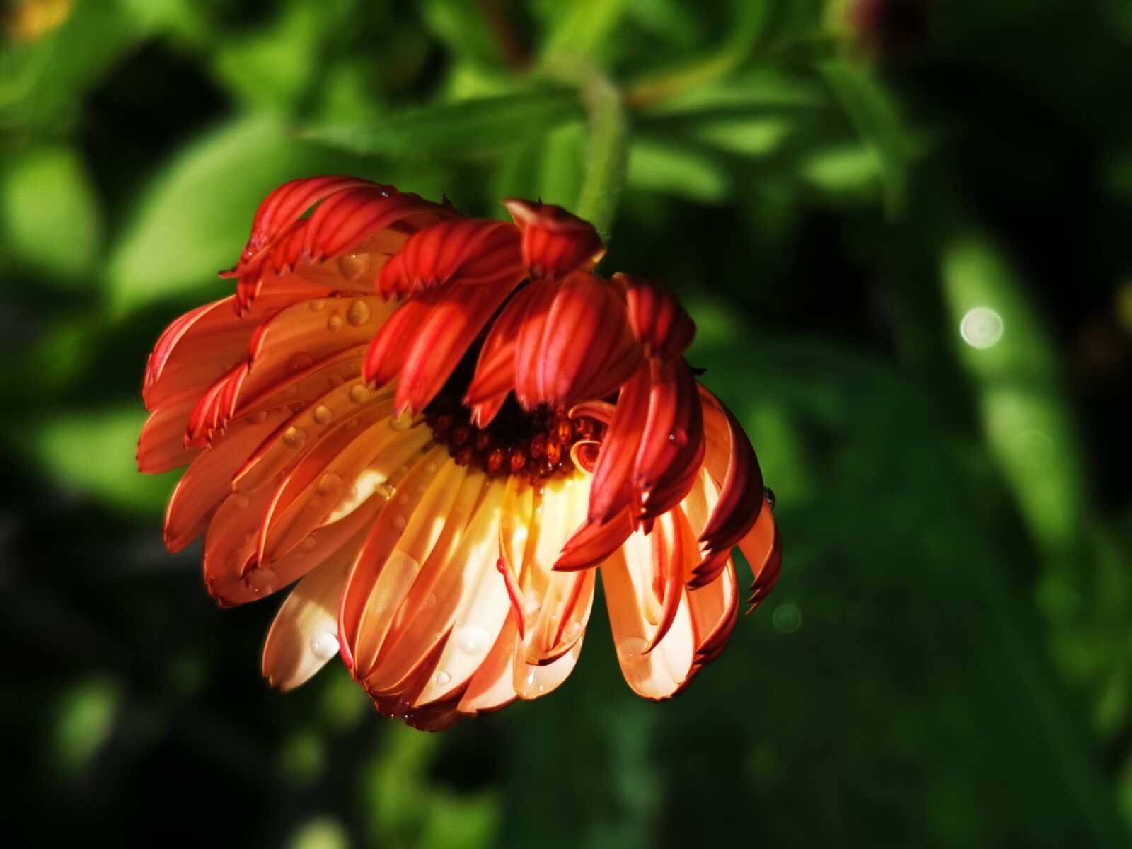 HUAWEI VOG-L29 sample photo. Marigold, calendula, blossom photography